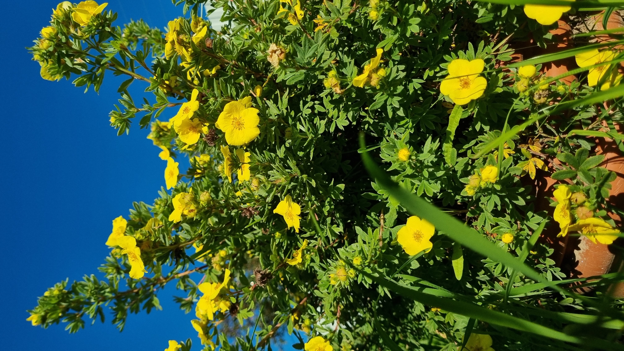 A low-angle, medium shot captures a dense shrub covered in bright yellow flowers against a clear blue sky. The bush has many small, five-petaled flowers and green, serrated leaves. Several dried brown flower heads are also visible among the green foliage. In the foreground, blades of green grass obscure the lower portion of the bush and a brown pot. A white structure, possibly a house or fence, is partially visible in the upper right quadrant of the image. The scene appears to be an outdoor garden or yard in a residential area. No people or animals are present. The image was taken in the city of Vysokoe, Russia, on a sunny day, indicated by the bright illumination and deep blue sky.