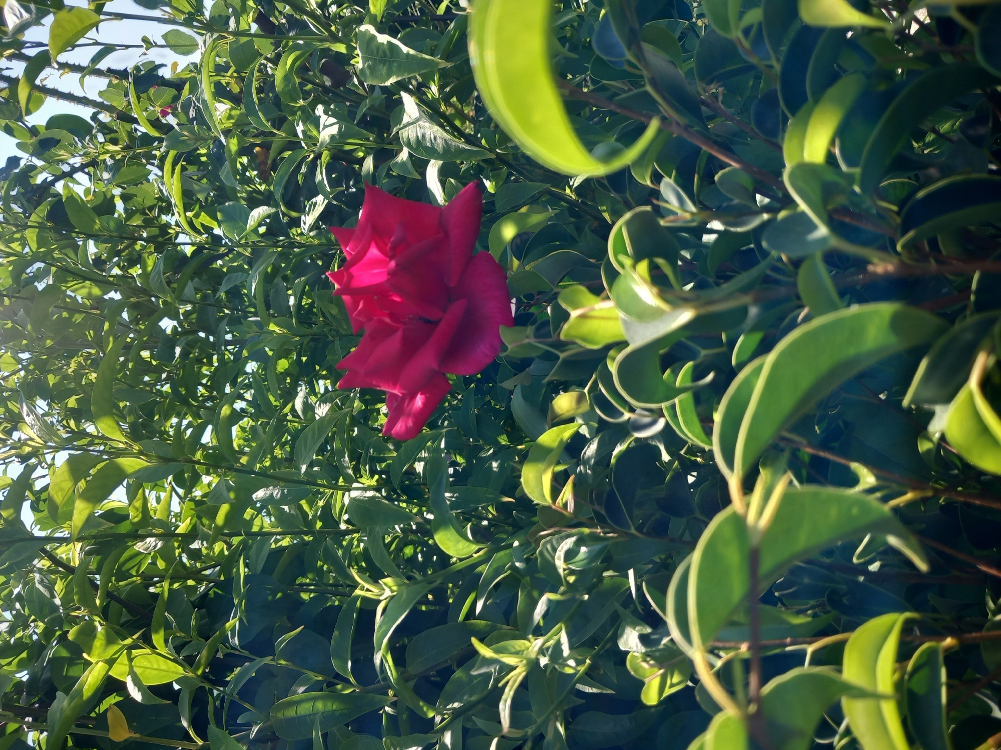 A single, deep pink rose is centrally located in the frame, peeking through a dense thicket of lush green foliage. The rose is partially obscured by the leaves, with its petals appearing soft and velvety. The surrounding leaves are vibrant, catching the sunlight and casting shadows. The background consists of more greenery, suggesting an outdoor setting, possibly a garden or park. The image is taken from a low angle, looking up towards the rose and foliage. There are no people or animals visible in the image. The scene is tranquil and natural. The location of Άγιος Νεκτάριος, Greece, is not visually represented in this image.