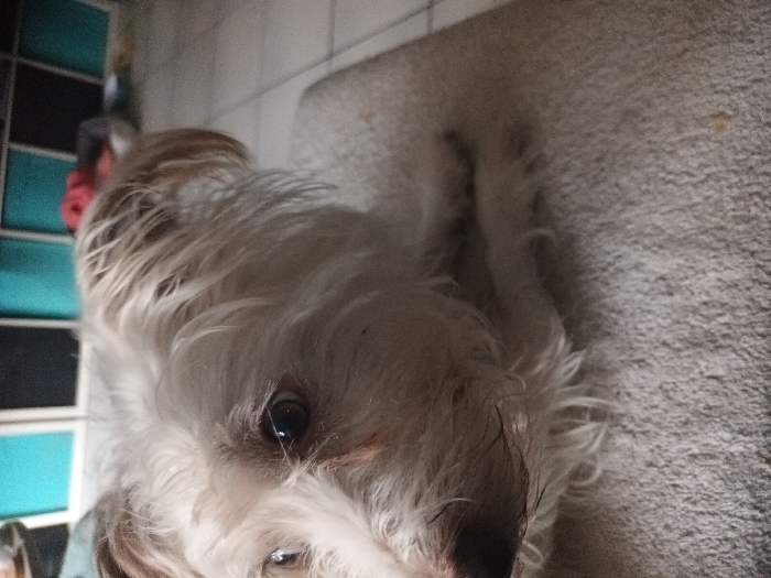 A small, shaggy-haired dog is depicted lying on a light-colored, textured fabric surface, likely a towel or blanket, within an indoor setting in Libramont, Belgium. The dog is predominantly white with light brown or tan markings on its ears and possibly elsewhere, exhibiting a dark snout. Its dark eyes are directed towards the left side of the frame, showing an alert or slightly wide-eyed expression. Some reddish-brown staining is visible around the dog's left eye. Its front paws are partially visible beneath its body. In the blurred background, framed sections of turquoise and black are visible, possibly parts of shelving units or cubbies. Further back and to the right, a soft, reddish object (possibly a blanket or bedding) rests within a dark-colored pet bed. The floor in the background appears to be light-colored tile.