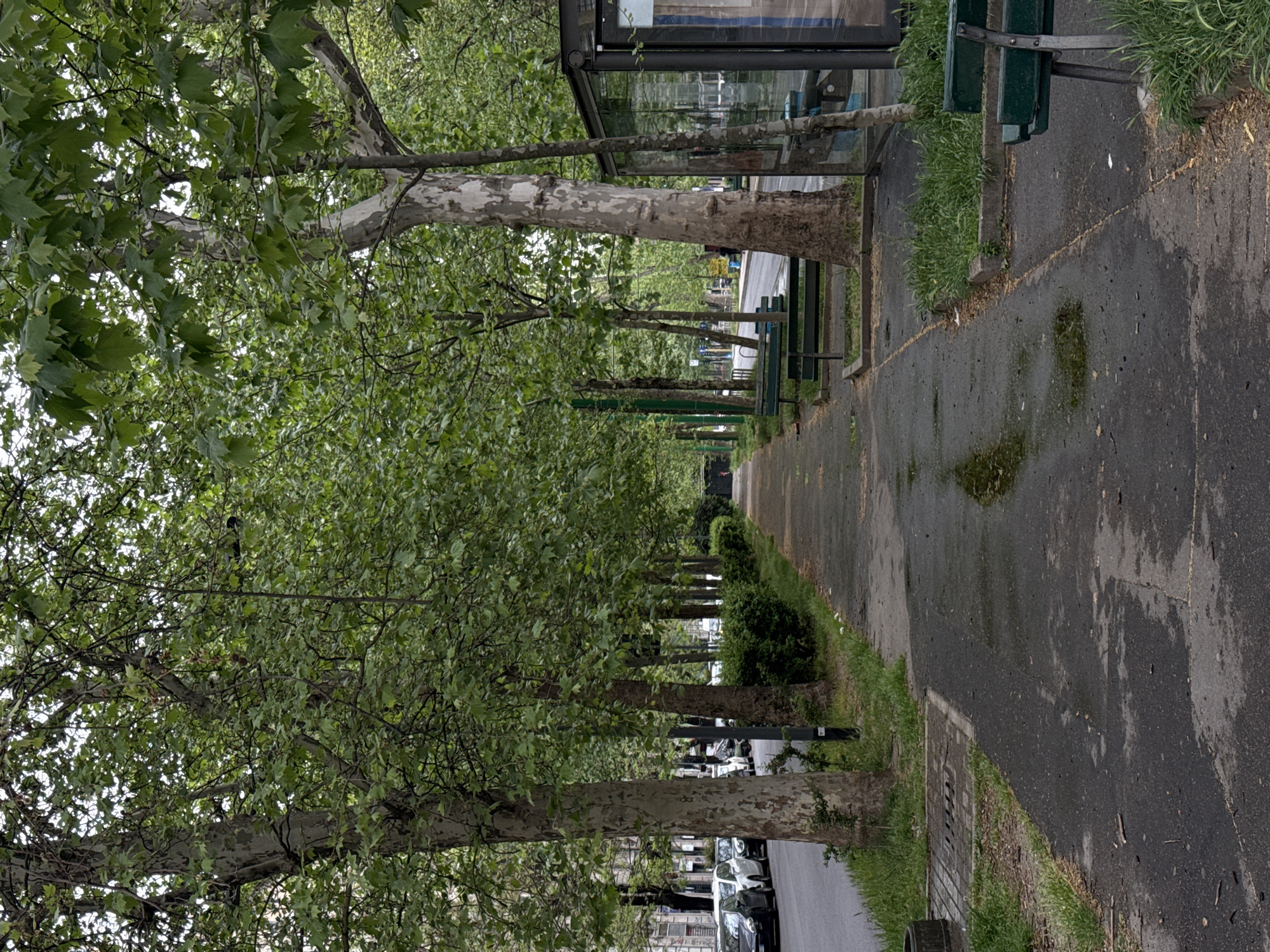 The image depicts a street scene in Milan, Italy, specifically along the Viale Beatrice d'Este, characterized by a symmetrical arrangement of plane trees lining the sidewalk. A bus stop with glass enclosure and green benches is visible on the right side of the sidewalk. The sidewalk appears to be damp. Cars are parked along the road to the right of the trees.