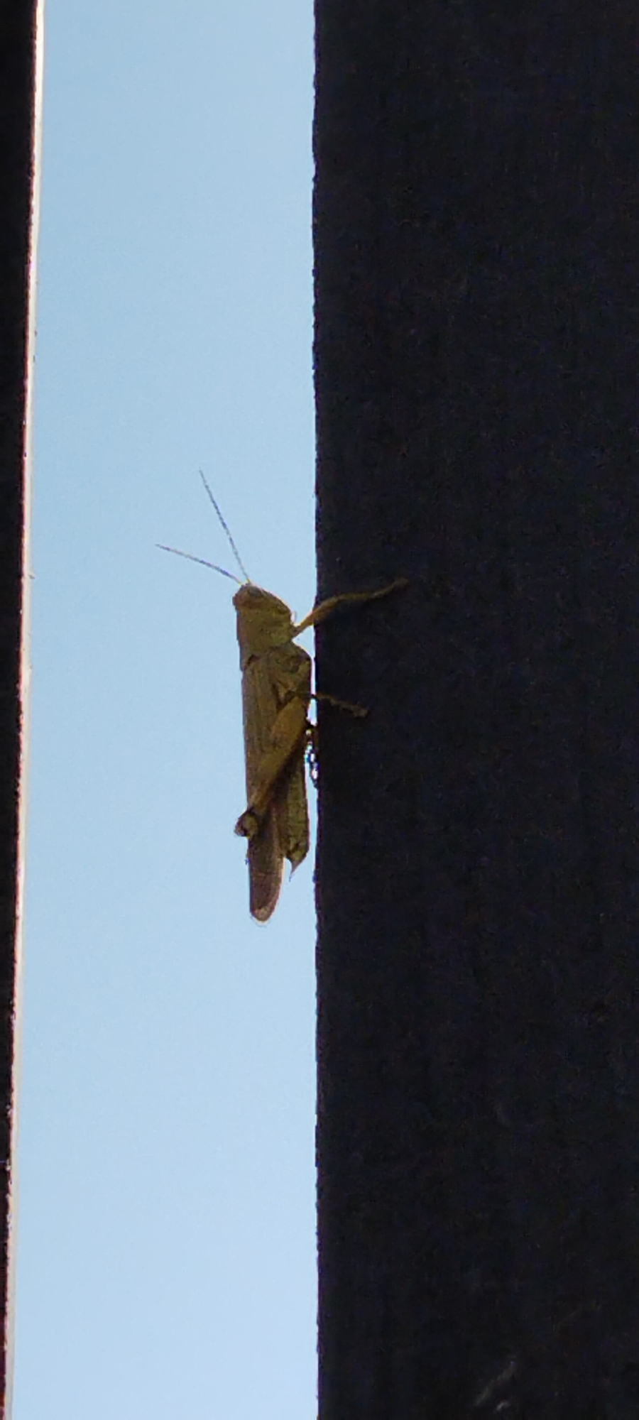 A solitary, light brown grasshopper is clinging to the dark, vertical surface of a structure. The grasshopper is positioned mid-frame, facing left with its body angled slightly upwards. Its long antennae extend forward, and its hind legs are visible, tucked against its body. The background consists of a clear, pale blue sky. The structure the grasshopper is on appears to be a dark, textured pillar or wall, possibly part of an outdoor setting. There are no people or other animals present in the image. The scene is devoid of any specific identifiable landmarks that would place it within Duman, Indonesia.