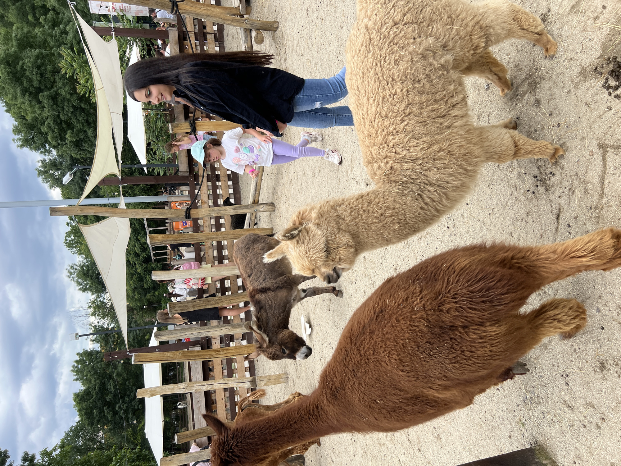 This is an outdoor photograph taken at a petting zoo, likely in Sofia, Bulgaria, given the context provided. The scene features two alpacas in the foreground, one a reddish-brown color and the other a lighter beige. Both alpacas are facing towards the right side of the frame, with the brown alpaca closer to the camera and the beige one slightly behind and to its right.
In the middle ground, a small brown donkey is visible, facing towards the left. Behind the donkey, a young girl wearing a light blue cap, a white t-shirt with a colorful graphic, and light purple leggings is walking. She appears to be holding something pink in her hand. To her right, a woman with long dark hair is walking, wearing a dark jacket and blue jeans. She is looking towards the right and smiling. Other people and structures, including wooden fencing and white canopies, are visible in the background, suggesting the layout of the petting zoo. The ground is covered in sand and some scattered straw. The sky is overcast.