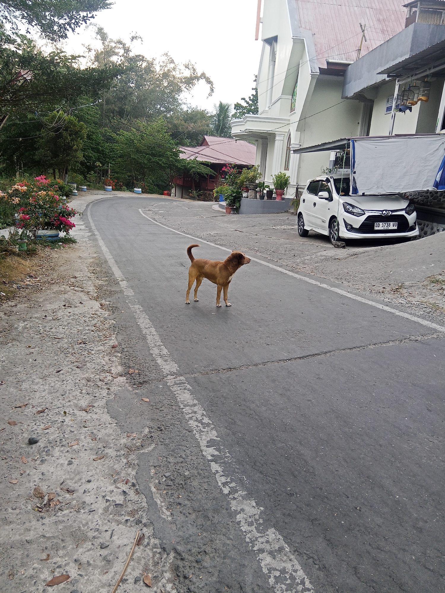 A brown dog stands on a paved road in front of a white building. The road curves to the left and is bordered by vegetation on the left side and the building and more vegetation on the right. A white car is parked on the right side of the road. The building appears to be a church, with a tall steeple and stained glass windows. The scene is set in Makale, Indonesia, and the time of day appears to be late afternoon, with soft lighting.