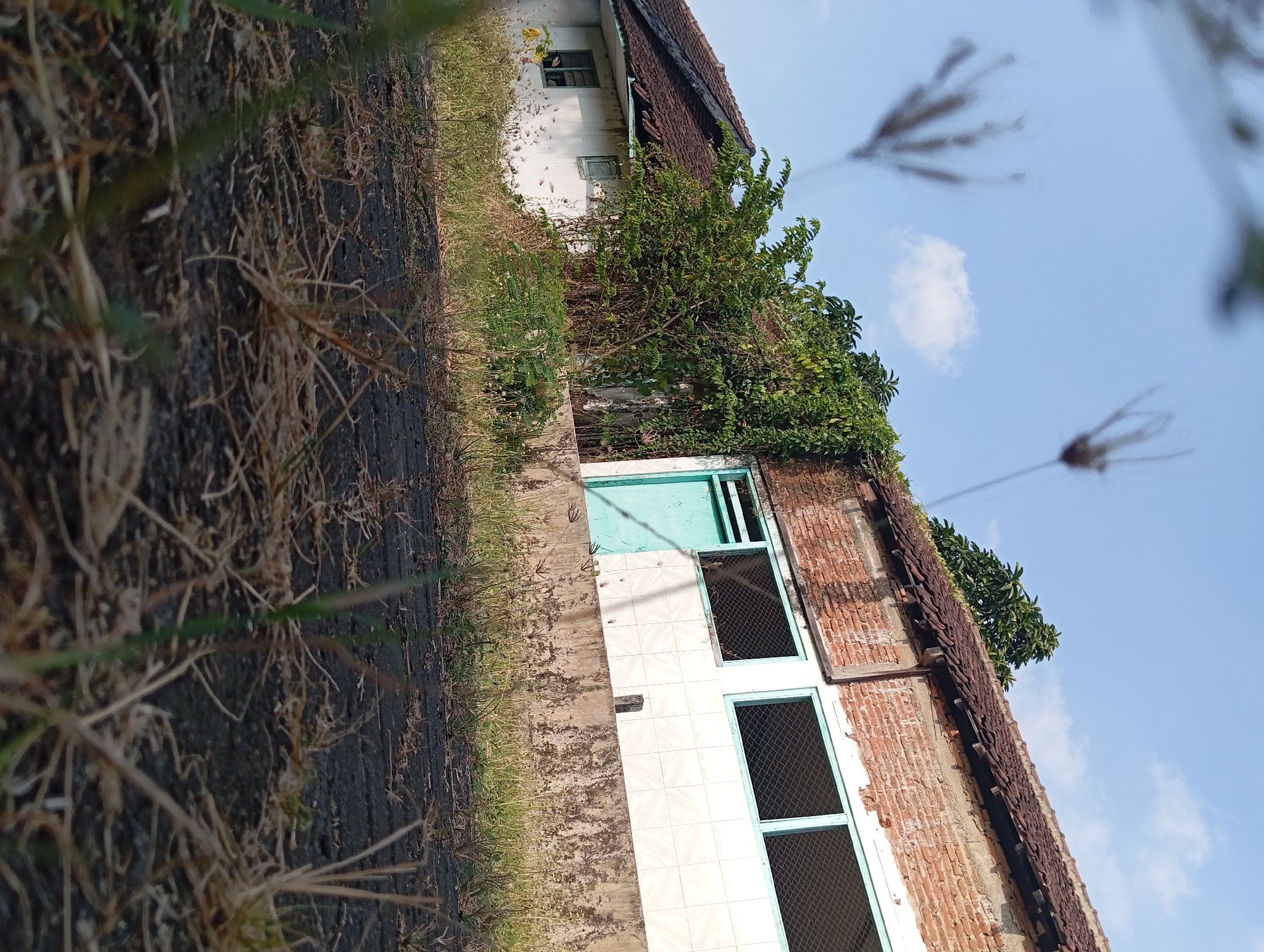 This is a low-angle, medium shot of an abandoned building on a sunny day, likely in Pandaan, Indonesia. The building is made of white stucco with exposed brick sections on the upper portions, topped with a terracotta tile roof. The right side of the building features a light blue door and two large windows with metal grates, set against a wall tiled in white. The left side of the building has a smaller window and is also covered in white stucco. Overgrown green vegetation, including vines and trees, is encroaching on the building from the right side. In the foreground, dry grass and straw cover a dark, rough surface that appears to be asphalt or packed dirt. The sky is blue with a few scattered clouds, and several blurry blades of grass are in the immediate foreground, obscuring the view. There are no people visible in the image.