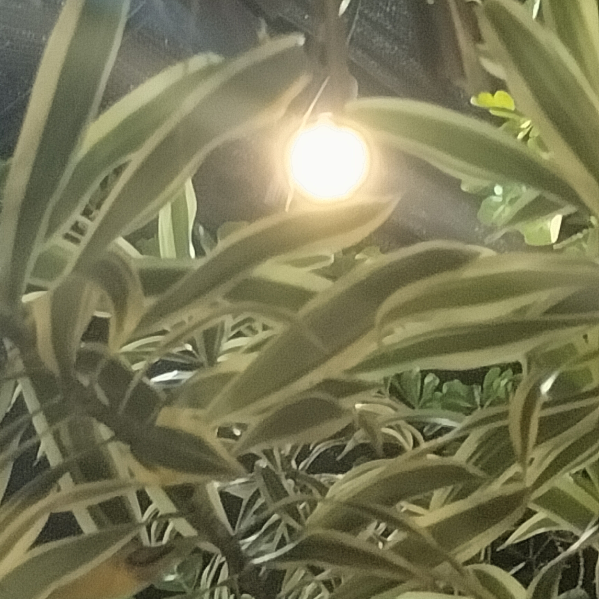 The image shows a close-up view of leafy plants with long, pointed leaves that have light green and dark green variegation. A small, illuminated spherical bulb is visible in the center, positioned behind and partially obscured by the leaves. The plants are densely arranged, creating a layered effect. The lighting suggests it is either dusk, dawn, or a dimly lit area. Specific details indicating the city of Titibaro, Indonesia, are not discernible from the image. There are no people, apparent actions, or interactions within the frame.