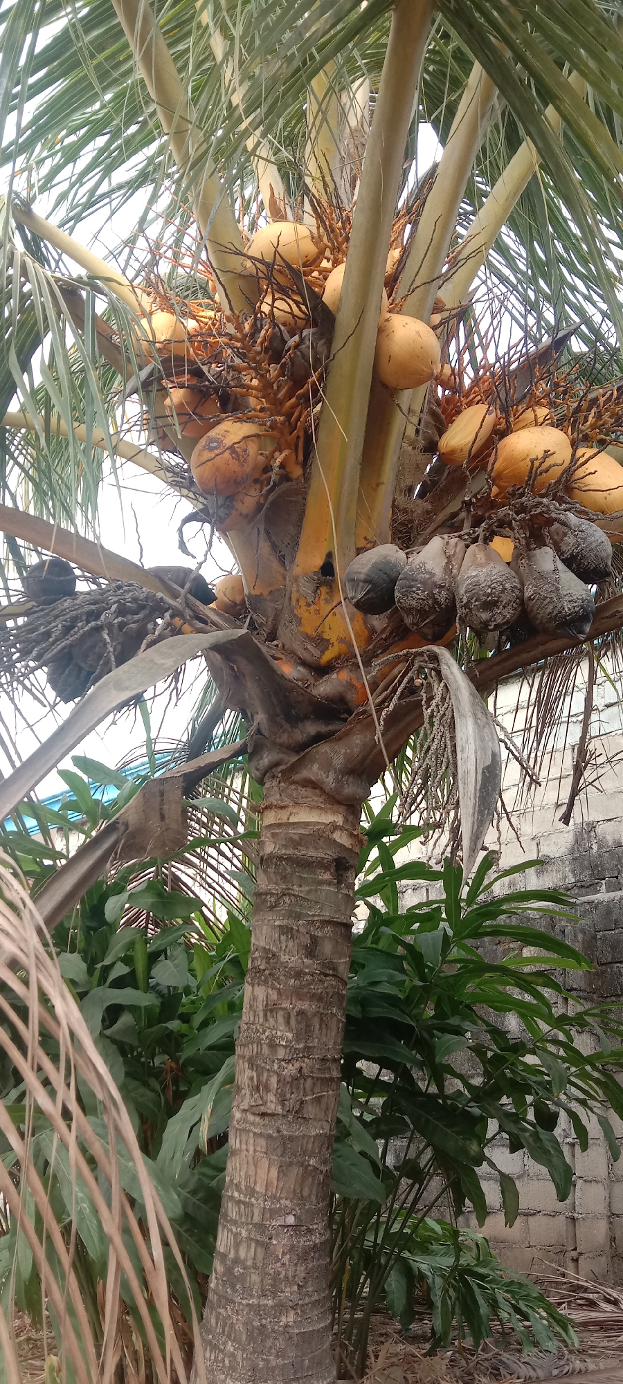 An outdoor, close-up shot captures the trunk and fruit-laden branches of a coconut palm tree. The tree's trunk is textured with a rough, fibrous bark, showing signs of age. Several bunches of coconuts are visible, with some appearing to be ripe and golden-yellow, while others are darker and drier, suggesting they may be older or have begun to decay. The leaves of the palm are a vibrant green, fanning out from the top of the trunk, and some fallen brown fronds are scattered around the base. In the background, lush green foliage forms a dense undergrowth, and a light-colored brick wall can be seen, suggesting a developed area within the city of Utama Jaya Mataram, Indonesia. The lighting suggests it is daytime, with diffused light indicating an overcast sky or shaded conditions.