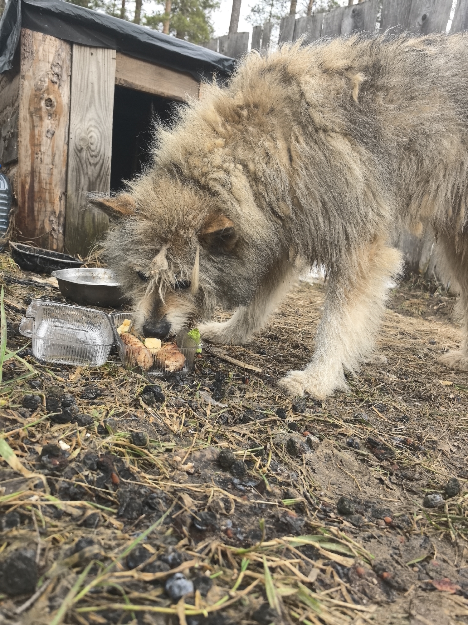 A medium-sized, long-haired dog with a mix of tan, gray, and brown fur is eating from a clear plastic container. The container is filled with what appears to be pieces of meat and vegetables. The dog is positioned on ground covered in dry grass, dirt, and small dark debris. Behind the dog, there is a wooden dog house with a black covering on the roof. A metal bowl sits near the dog house. In the background, a wooden fence and sparse trees are visible. The location is a fenced in wooded area in Noviy, Russia.