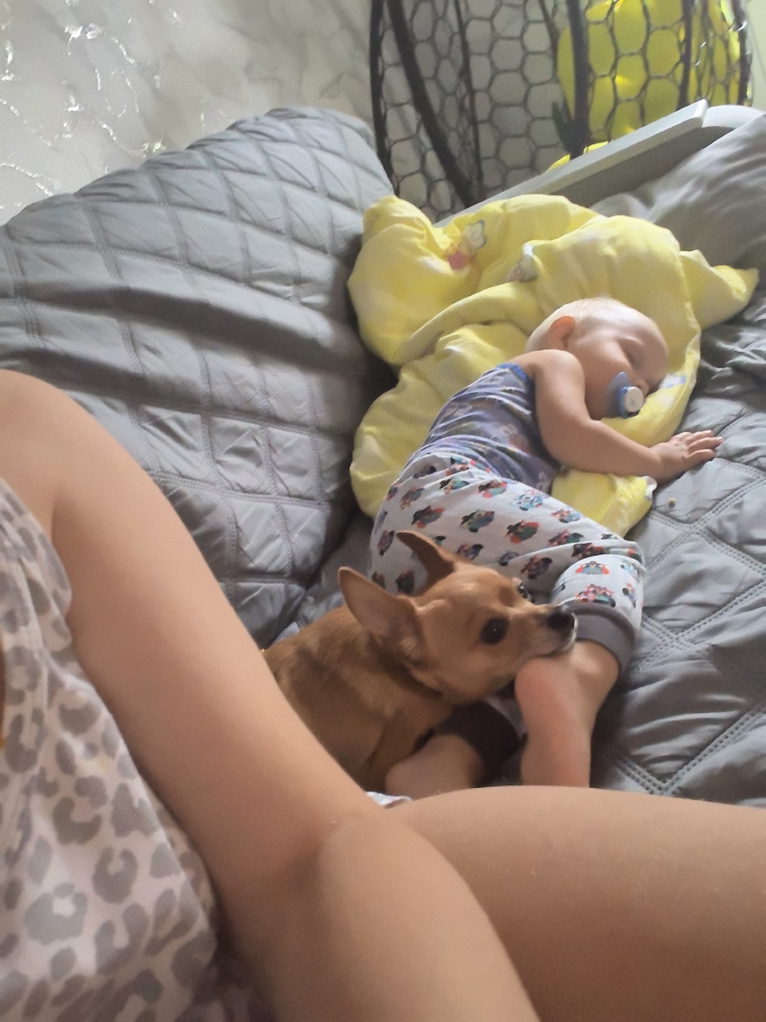 A small, tan dog is lying on its stomach next to a sleeping baby. The baby is lying on its side, wrapped in a yellow blanket. The dog is looking at the baby's foot and has its mouth open, as if it is about to bite it. The baby is wearing a blue and white striped onesie and has a pacifier in its mouth. The scene appears to be in a bedroom. The location of Chaikovsky, Russia is not depicted in this image.
