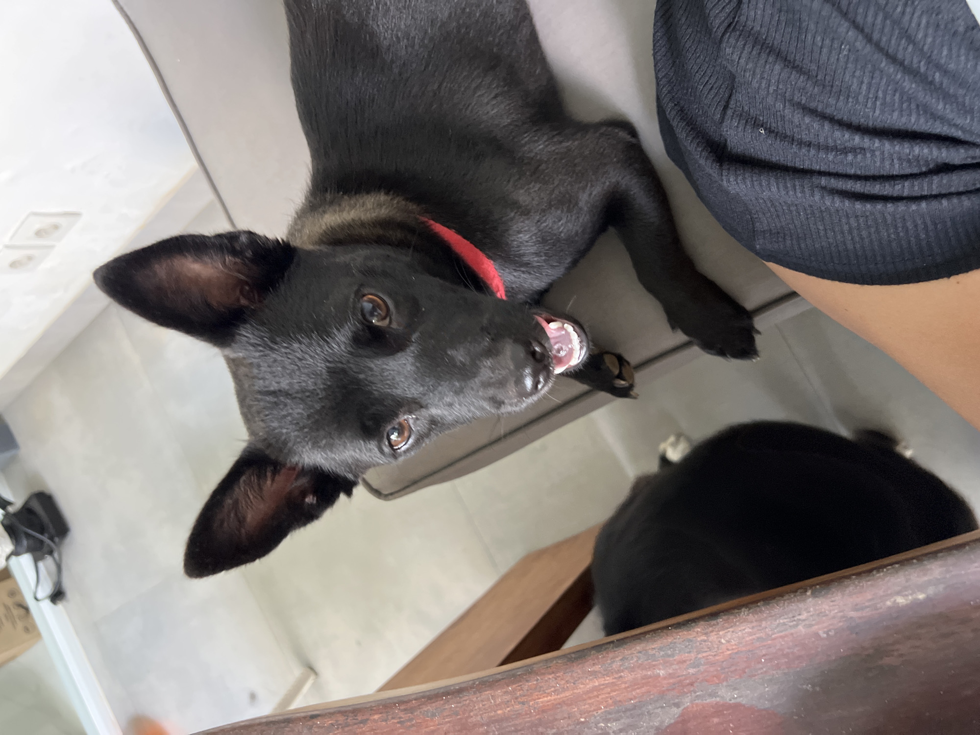 A black dog with a red collar lies on a gray cushion and gazes upward, its mouth slightly open, revealing teeth. The dog's fur is smooth, and its ears are perked up. To the right, a person's leg is visible, covered in a dark, textured fabric. Below the dog, a portion of a dark, rounded object is visible on a wooden surface. The background shows a white floor with some objects, including a black object with wires and a partially visible cardboard box.