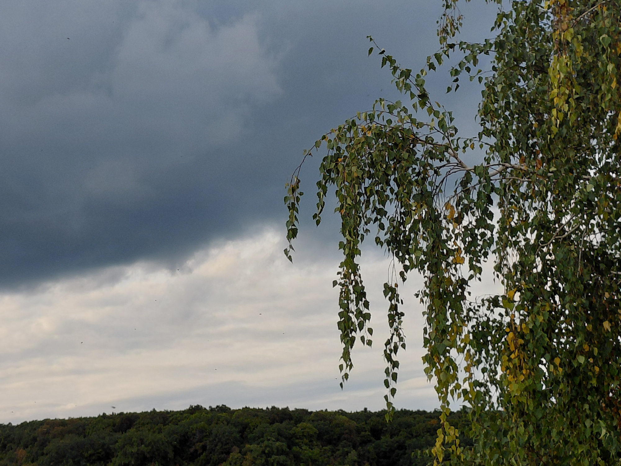 The image captures a natural scene with a focus on a birch tree and a stormy sky over a forested landscape. The foreground features the upper branches of a birch tree, adorned with numerous green and yellowing leaves, some of which hang downwards. The leaves suggest the onset of autumn. The sky in the background is dramatic, with dark, heavy clouds dominating the upper left portion, hinting at an approaching storm. Towards the right and lower sections of the sky, lighter, textured clouds are visible, interspersed with what appear to be small, dark specks, possibly birds or insects. Below the sky, a dense, dark green forest stretches across the horizon, forming a natural boundary. The overall impression is one of nature's raw power and the changing seasons. There are no visible people or urban elements, suggesting a location outside of a developed city area, likely in a natural reserve or park. While the image depicts a natural landscape, it is not specifically identifiable as being within the city of Samara, Russia, as there are no distinguishing landmarks or features.