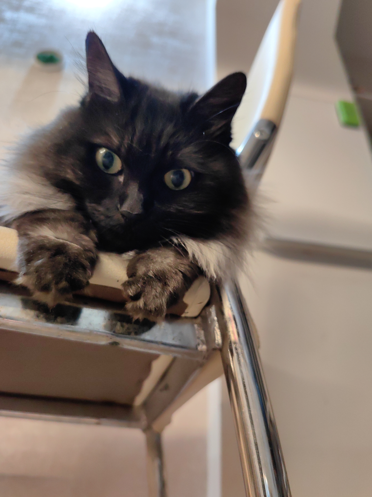 A fluffy domestic cat with dark fur, featuring lighter, possibly greyish-white fur around its neck and chest, is shown from a low-angle perspective. The cat has prominent green eyes and is looking directly forward. Its front paws are resting on a light-colored, horizontal surface, which appears to be part of a step stool or a ladder, characterized by visible metallic, reflective supports. The background is an out-of-focus indoor setting with light-colored walls. Two blurry green objects are discernible in the upper left and upper right areas of the background. The specific location in the city of Sochi, Russia, cannot be determined from the visual information contained within this image.