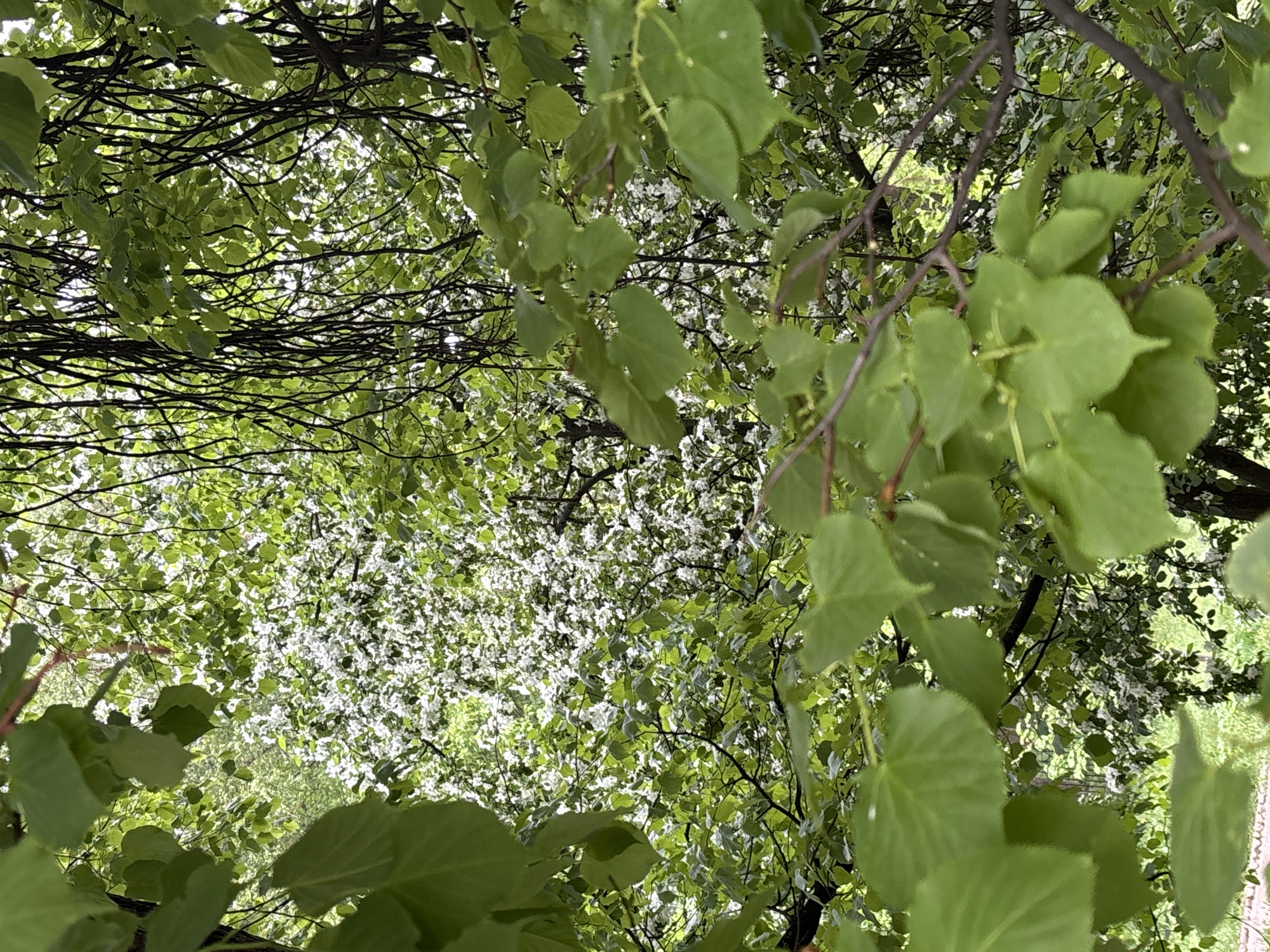 The image shows a view looking up into a tree canopy in Saint Petersburg, Russia. The trees are in full bloom, with abundant green leaves and clusters of small white flowers interspersed throughout the foliage. The branches are visible against the bright sky, creating a dense network of lines. Some leaves are closer to the viewer and appear larger, while others are further away and smaller in focus.
