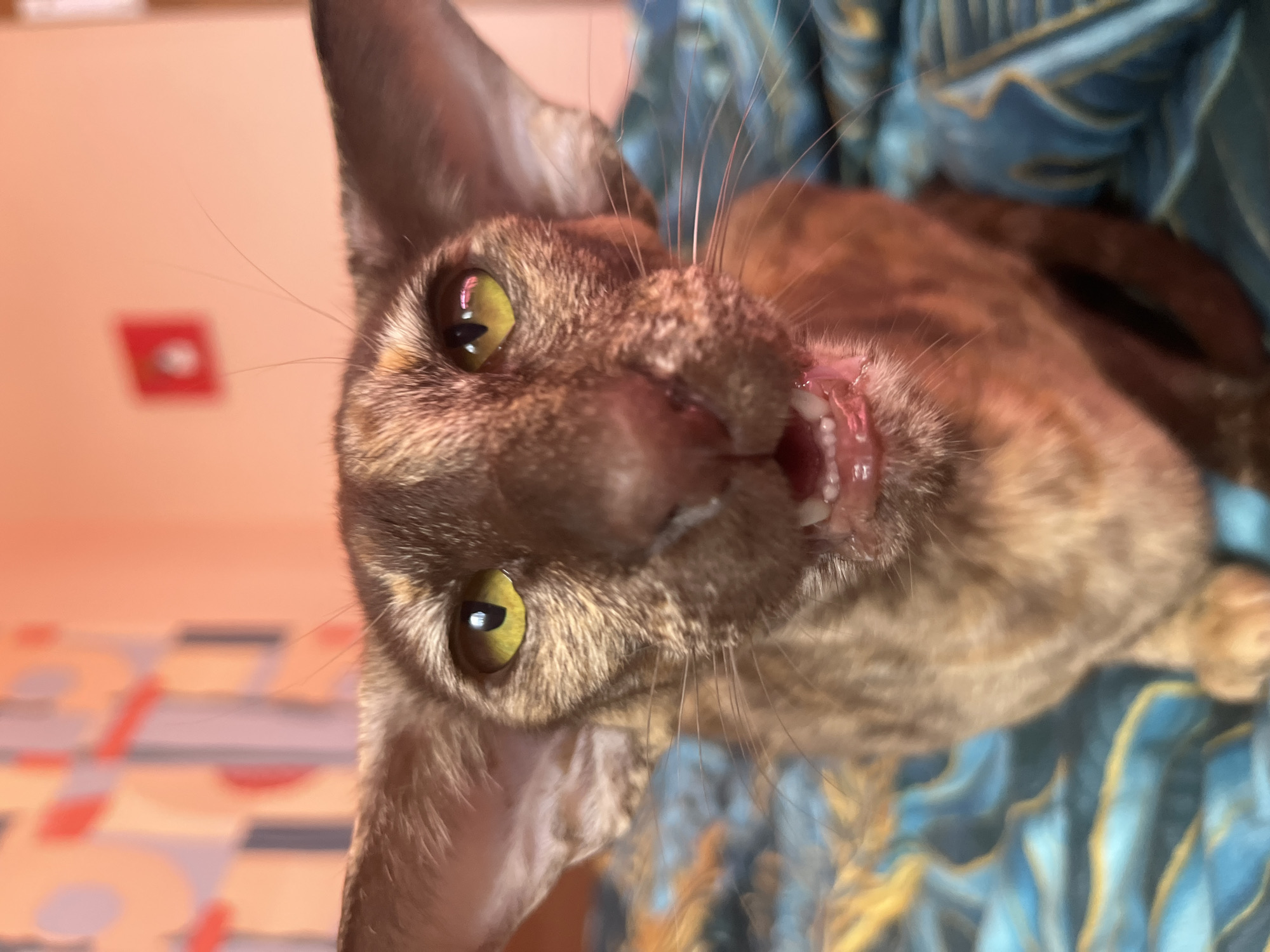 A close-up shot of a brown Oriental Shorthair cat with green eyes is presented at an unusual angle, appearing upside down. The cat is displaying its teeth, possibly hissing or yawning. The background is a mix of colors: a light orange surface on the left and a blue and yellow patterned fabric on the right. On the far left, a partially visible red and white square is mounted on the wall. The location of Chaikovsky, Russia, is not discernible from the provided visual information.