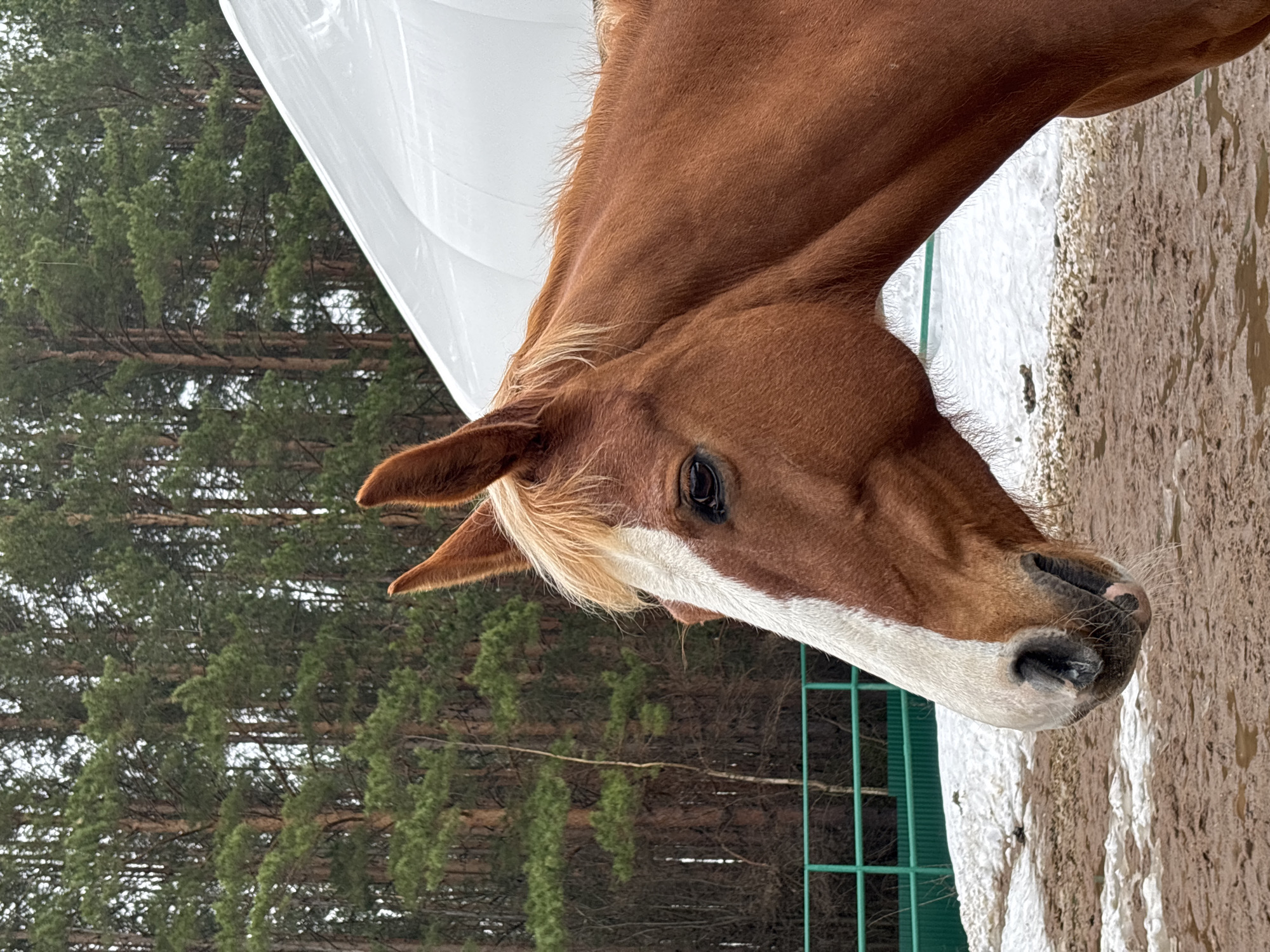 A close-up, rotated view of a chestnut horse's head. The horse has a white blaze down its face and a light-colored mane. Part of the horse is against a backdrop of pine trees, while the foreground appears to be a muddy area. A white tarp-like structure is partially visible above the horse. A green metal fence can be seen near the horse's muzzle. It appears to be an outdoor setting. Given the prompt's reference to Русский Вожой, Russia, it's plausible that the image was taken there, though that cannot be definitively confirmed from the visual data alone.