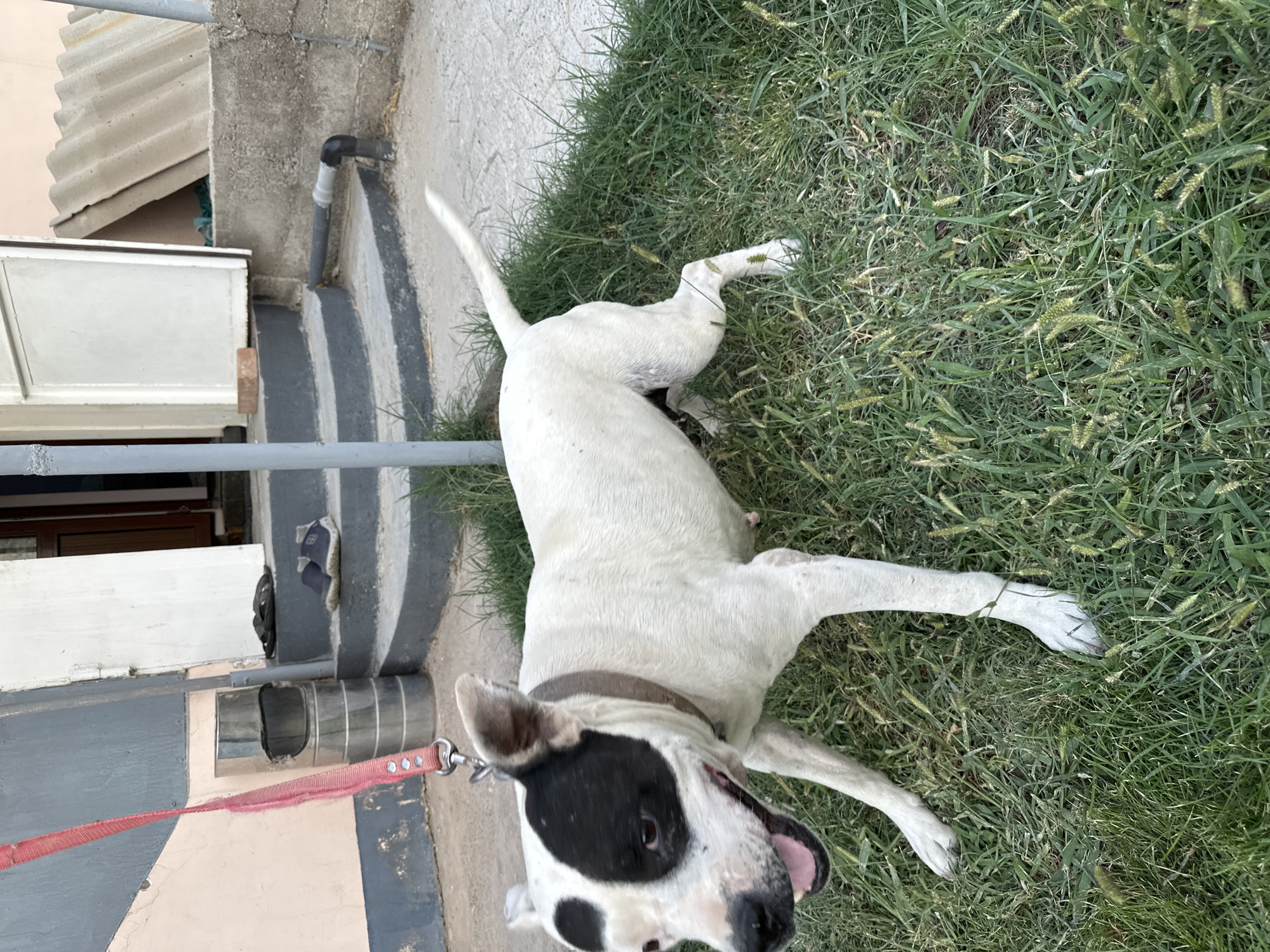 A white dog with black markings on its face is standing on a patch of green grass. The dog is wearing a collar and is attached to a red leash that is held by an unseen person. In the background, there are steps leading up to a building, with a metal trash can and a pair of shoes placed on the steps. The scene appears to be an outdoor area, possibly a yard or courtyard, in the city of Sasbaga, Uzbekistan. The overall impression is a candid shot of a dog in a domestic setting.