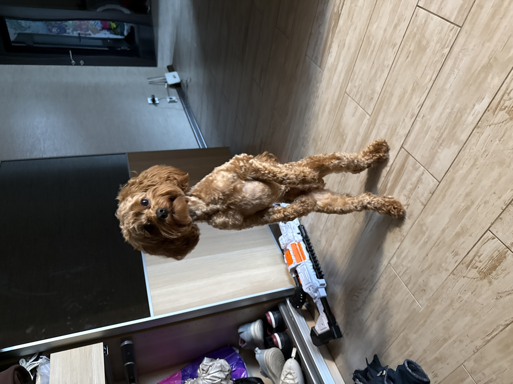 A brown-colored dog lies on its back on a light-colored tile floor. The dog is positioned diagonally in the frame, with its head near the top left and its paws extending to the bottom right. Near the dog's body is a white and orange toy gun on top of a partially open drawer containing shoes and other items. The drawer is attached to a kitchen counter. A wall-mounted TV is visible in the background. The location is most likely inside a home. No evidence suggests the location is Yekaterinburg, Russia.