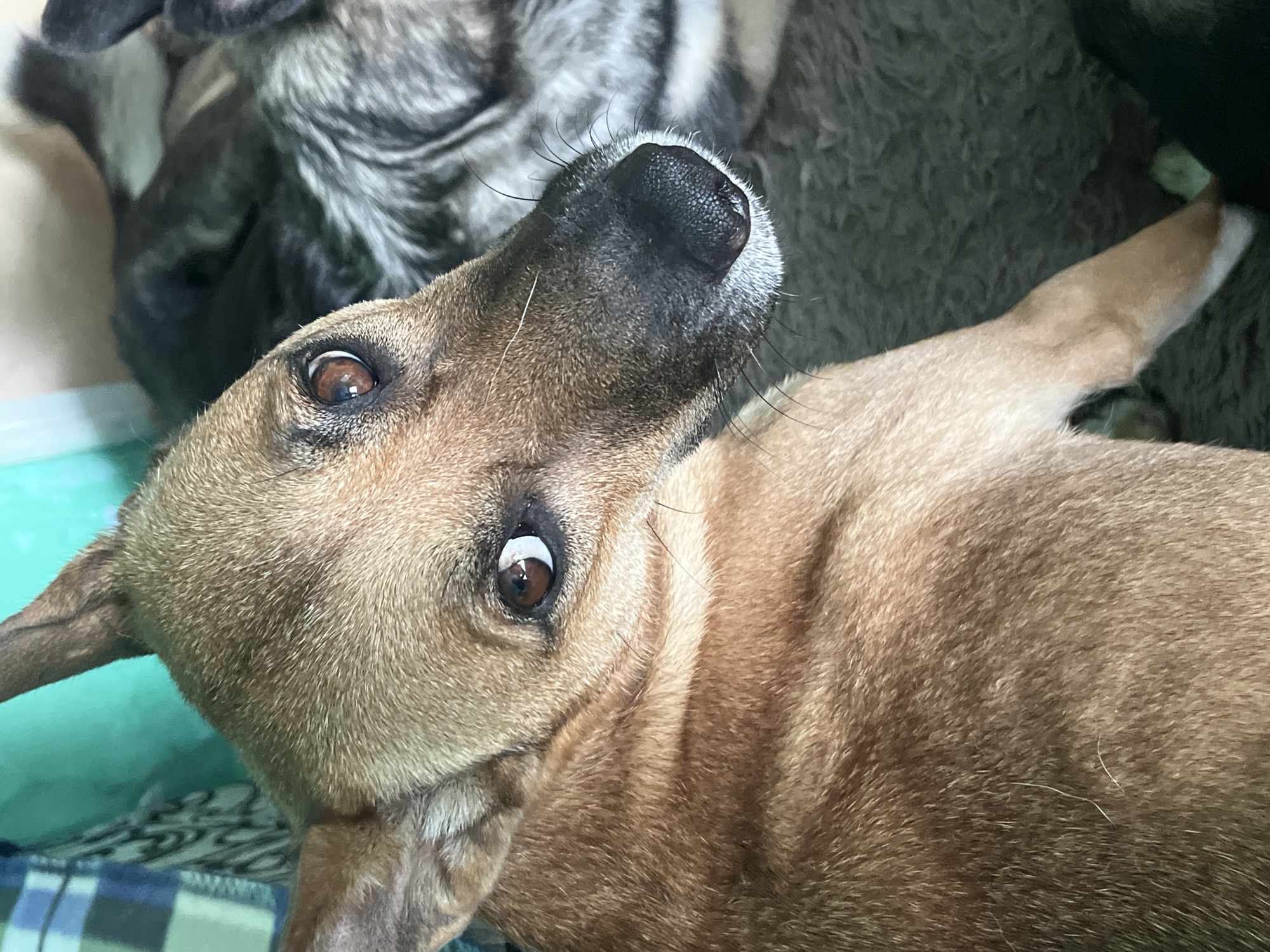 A medium shot captures a dog's head and upper body. The dog, with tan fur and erect ears, looks towards the camera with large, brown eyes. A black nose is visible. The dog is positioned on a grey, fuzzy surface, with another dog, a husky or similar breed with grey and black fur, partially visible in the background, also on a grey surface. To the left of the tan dog, a teal-colored blanket with a white checkered pattern is visible. The scene appears to be indoors, likely a domestic setting. There are no people present. The location is not specified in the image.