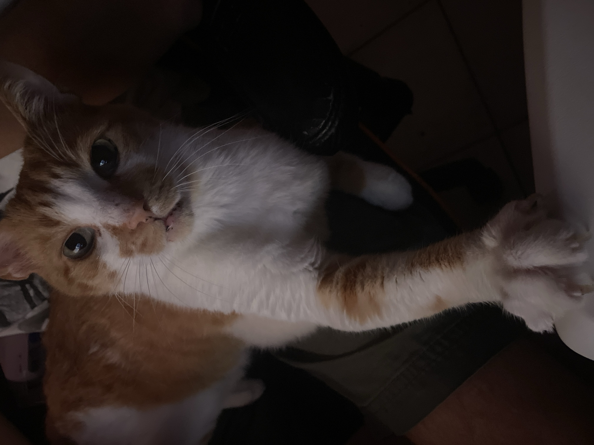 The image shows an orange and white cat with its paw extended forward, resting on a white surface. The cat is positioned on top of a person's lap, which is covered by olive green shorts. The background is dark and out of focus, with hints of furniture. The scene appears to be indoors, in a dimly lit room in Neoi Epivates, Greece, likely a residential setting.