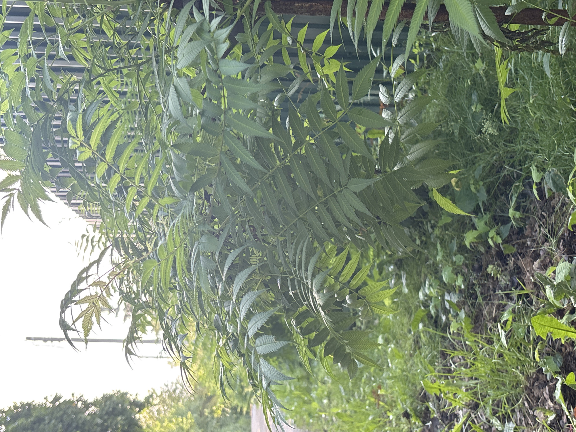 The media file shows a close-up of lush green foliage, primarily composed of fern-like leaves and grasses. The leaves are serrated with a light green hue, with some catching the light to appear almost iridescent. The foliage is dense, with many leaves overlapping and creating a layered effect. In the background, the scene transitions to a more out-of-focus area of greenery, suggesting a natural or garden setting. The lighting appears to be natural, indicating it was taken during daylight hours, likely in the morning or late afternoon given the softness of the light and the brightness of the sky visible in some cropped images. The overall impression is one of abundant, healthy plant life, possibly in a temperate climate. There is no visible text in the media file. The orientation of the image is sideways.