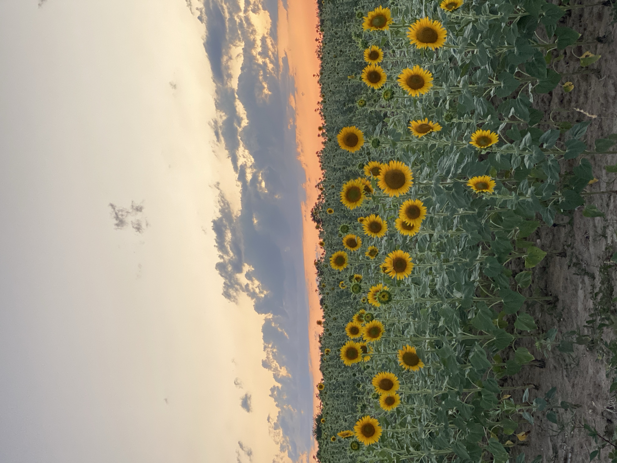 The image shows a field of sunflowers at sunset. The sky is a gradient of pale yellow at the top, transitioning to a vibrant orange near the horizon, with scattered clouds. The sunflowers are in full bloom, with bright yellow petals and dark centers, standing tall on green stalks. They are densely planted, stretching back into the distance, creating a sea of yellow. The foreground shows the dry, dark soil of the field. The overall impression is one of natural beauty and the serene end of a day. The location of this scene is in Courpière, France.