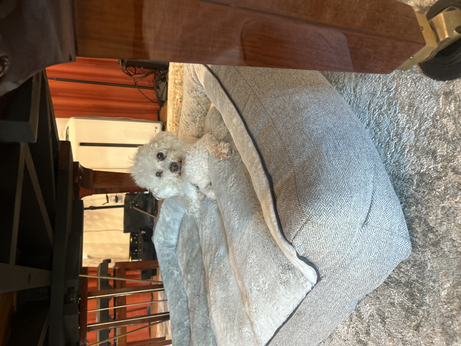 A fluffy white dog with dark eyes sits nestled in a gray and white dog bed. The bed is textured with a herringbone pattern and soft, plush lining. The dog is positioned partially under a dark wooden structure, possibly a table or piece of furniture. The surrounding floor appears to be carpeted in a neutral color. The composition includes parts of a heater, and a black bag in the background behind the dog.