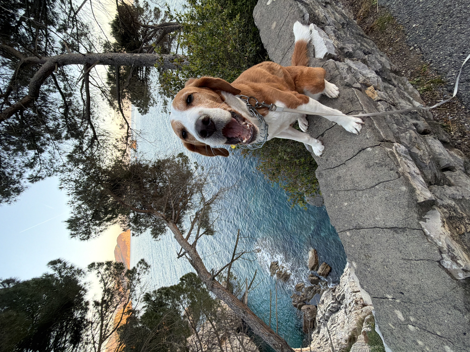 A lively brown and white dog, possibly a Beagle mix, is captured mid-bark or pant on a rocky cliff path overlooking the Adriatic Sea in Mirište, Montenegro. The dog, positioned centrally, looks directly at the camera with its mouth wide open and tongue visible, conveying a sense of excitement or playfulness. It wears a metal chain collar, and a light-colored leash is visible, trailing off to the right.
The dog is situated on a rugged, grey rock formation that forms part of a coastal trail. Below and to its left, the clear, turquoise-blue waters of the sea are visible, with gentle waves breaking against the rocky shoreline. Several mature pine trees with dark green foliage and gnarled branches frame the left side of the image, their shapes silhouetted against the sky.
In the distance, across the water, landforms such as hills or mountains are illuminated by a warm, golden light, suggesting either an early morning or late afternoon setting. The sky above is a bright, clear blue. The scene captures a dynamic moment during a scenic outdoor walk on a beautiful, possibly sunny, day. No text is visible in the image.