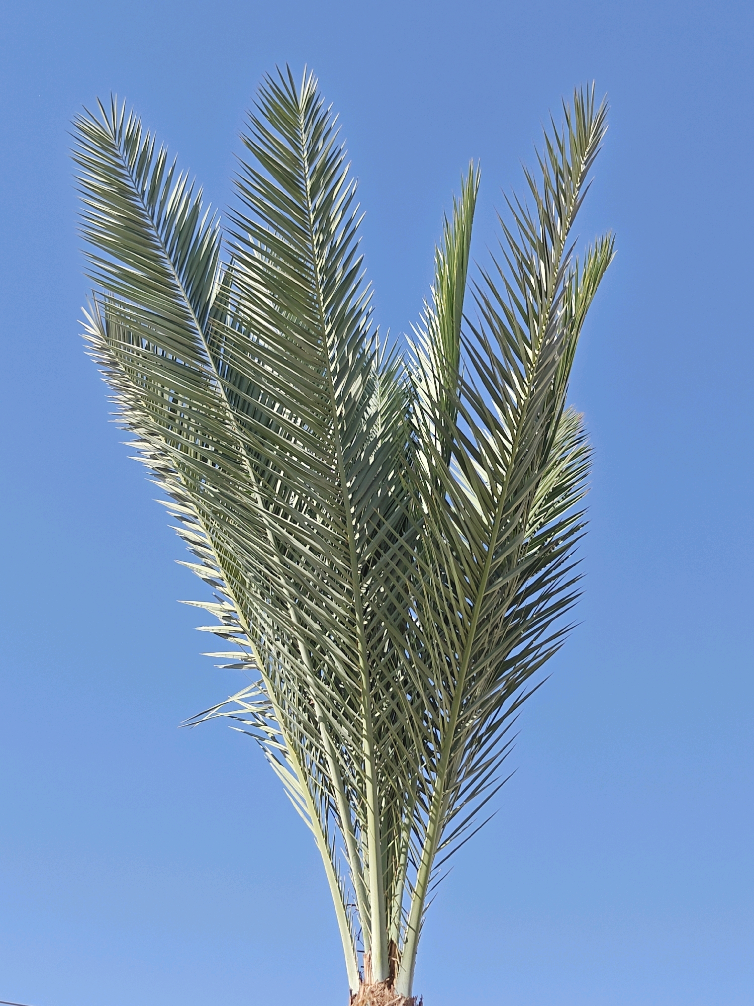 A close-up, low-angle shot of the fronds of a date palm tree against a clear, vibrant blue sky. The palm fronds are a lush green, with numerous thin, pointed leaflets fanning out from the central stems. The sunlight casts subtle shadows, highlighting the texture and structure of the leaves. The image appears to have been taken in Be'er Sheva, Israel, given the typical vegetation and clear skies characteristic of the region. No people or other objects are visible in the frame, emphasizing the natural beauty of the palm against the expansive sky.