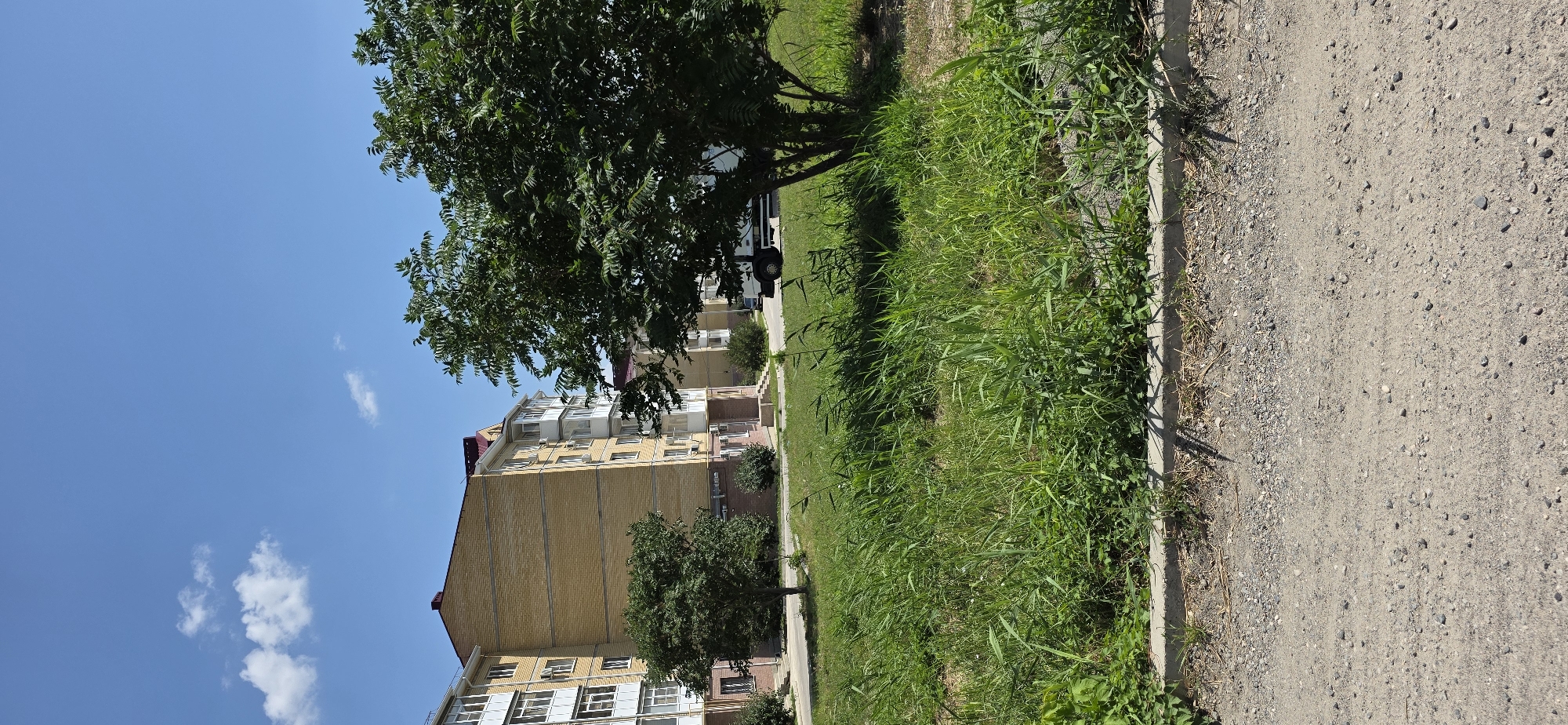 The image depicts a residential area on a sunny day in Inozemtsevo, Russia. A multi-story brick apartment building with light yellow bricks and white balconies runs along the left side of the frame. Several trees, varying in size and foliage density, are present, with a large, mature tree dominating the right foreground. The ground is covered in lush green grass and tall reeds, bordered by a concrete curb and a gravel path. A white truck is partially visible behind the large tree on the right. The sky is a clear blue with a few scattered white clouds.