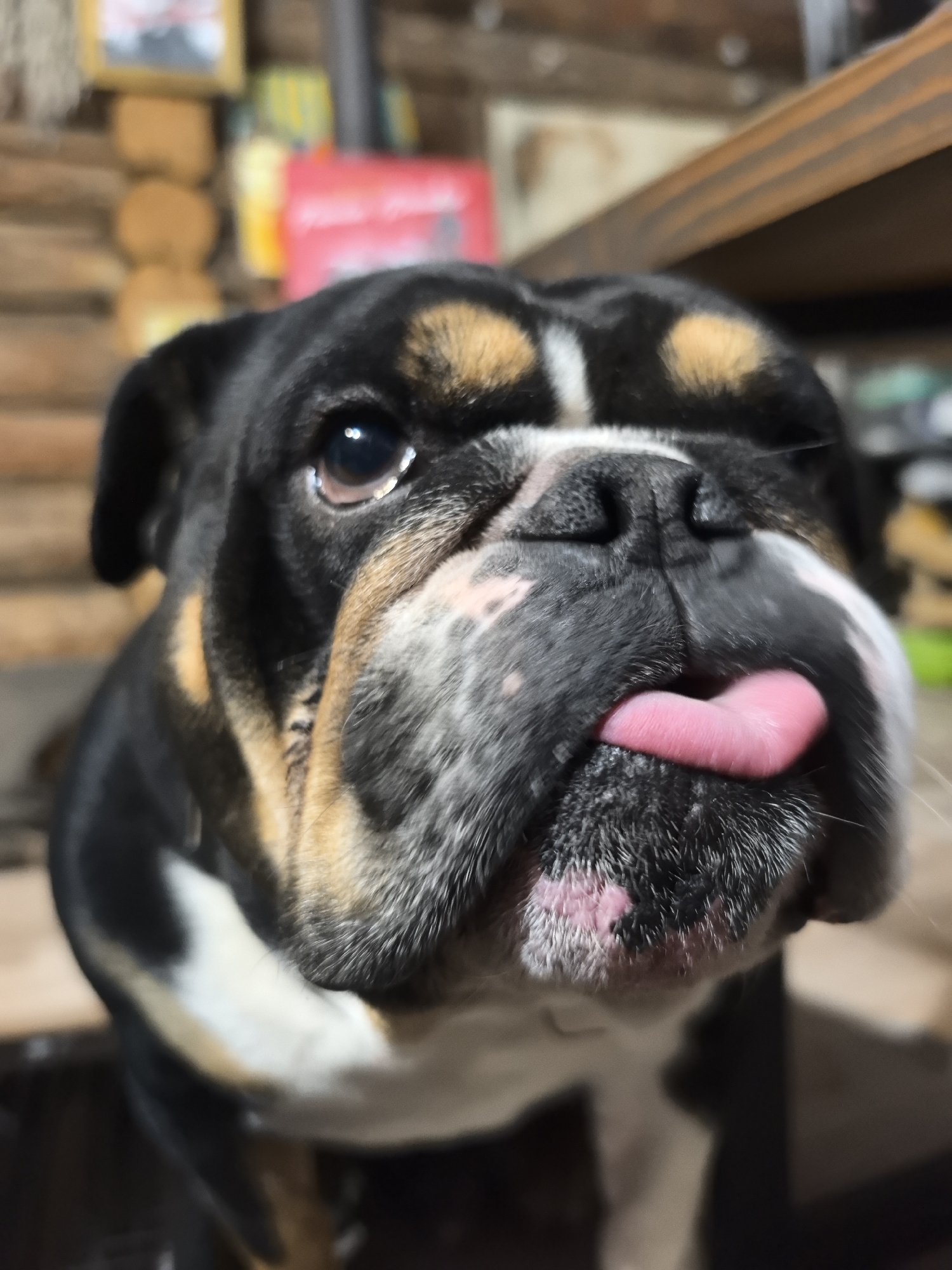 In Noviy, Russia, a close-up, low-angle shot captures an English bulldog with its pink tongue sticking out. The dog, primarily black and white with tan markings on its face and head, is positioned in the foreground. Its eyes are dark and appear to be looking slightly upwards and to the left. The background consists of a rustic, wooden interior, possibly a home or cabin, with blurred elements of shelves and framed pictures on a wooden wall. The lighting suggests an indoor setting, possibly with warm tones. The focus is sharp on the dog's face and tongue, with the background elements out of focus.