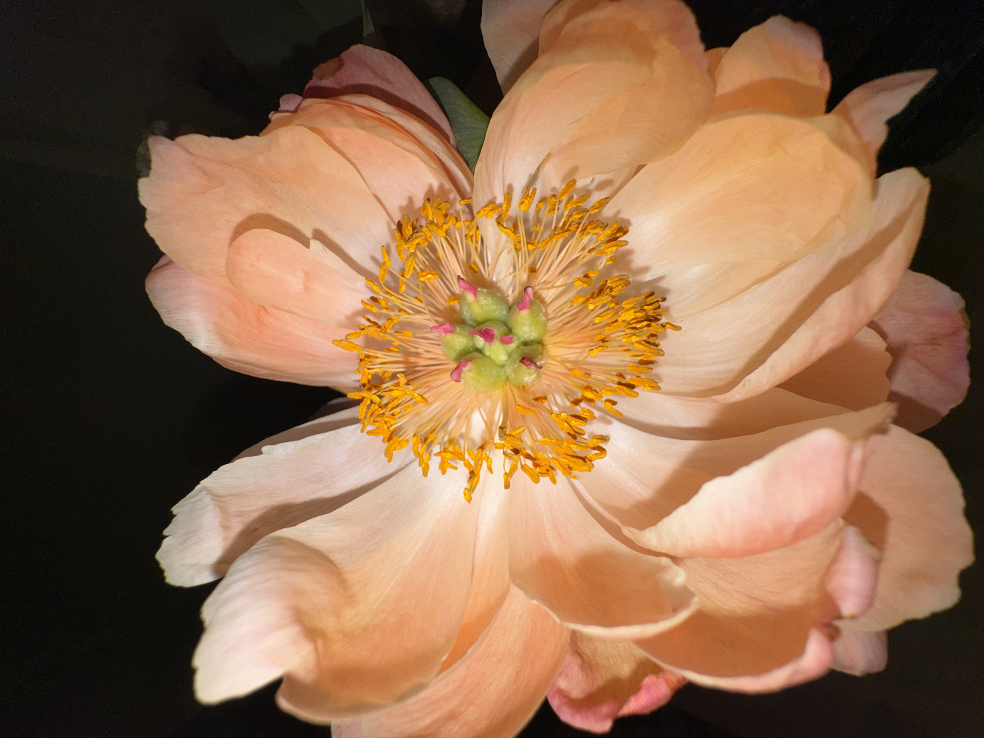 The image presents a striking, close-up view of a single flower, likely a peony, in full bloom, set against a dark, featureless background. The flower dominates the frame, showcasing its intricate details and delicate colors.
The petals are a soft, translucent peachy-pink or salmon hue, with subtle variations in shade and hints of deeper pink, particularly in the shadows and towards the edges. Many petals are visible, layered and curved, creating a sense of volume and depth. The center of the flower is a vibrant focal point, filled with numerous thin, bright yellow stamens, each tipped with golden pollen. Nestled within these stamens is a cluster of distinct green pistils, some appearing to have small fuchsia or pink tips.
The dark background, possibly suggesting night or an indoor setting with focused lighting, makes the colorful flower stand out prominently. The lighting appears to be artificial, illuminating the petals and the flower's core with clarity, highlighting their textures and forms. There are no people, visible text, or discernible activities taking place. The scene emphasizes the natural beauty and complexity of the flower itself. This media file was captured in Moscow, Russia.