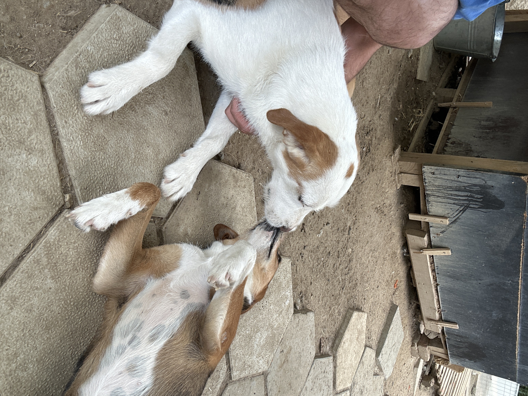 Two young dogs, one white with brown markings and the other predominantly brown with white patches, are interacting on a paved area in what appears to be an outdoor, possibly rural setting. The white dog is on its front paws, leaning towards the brown dog, which is lying on its back with its paws in the air. They seem to be play-fighting or grooming each other. In the background, there is a wooden structure with a dark, weathered material on top, and a metal bucket. The ground is a mixture of dirt and scattered straw or dry grass. The scene is located in Polenitsa, Bulgaria.