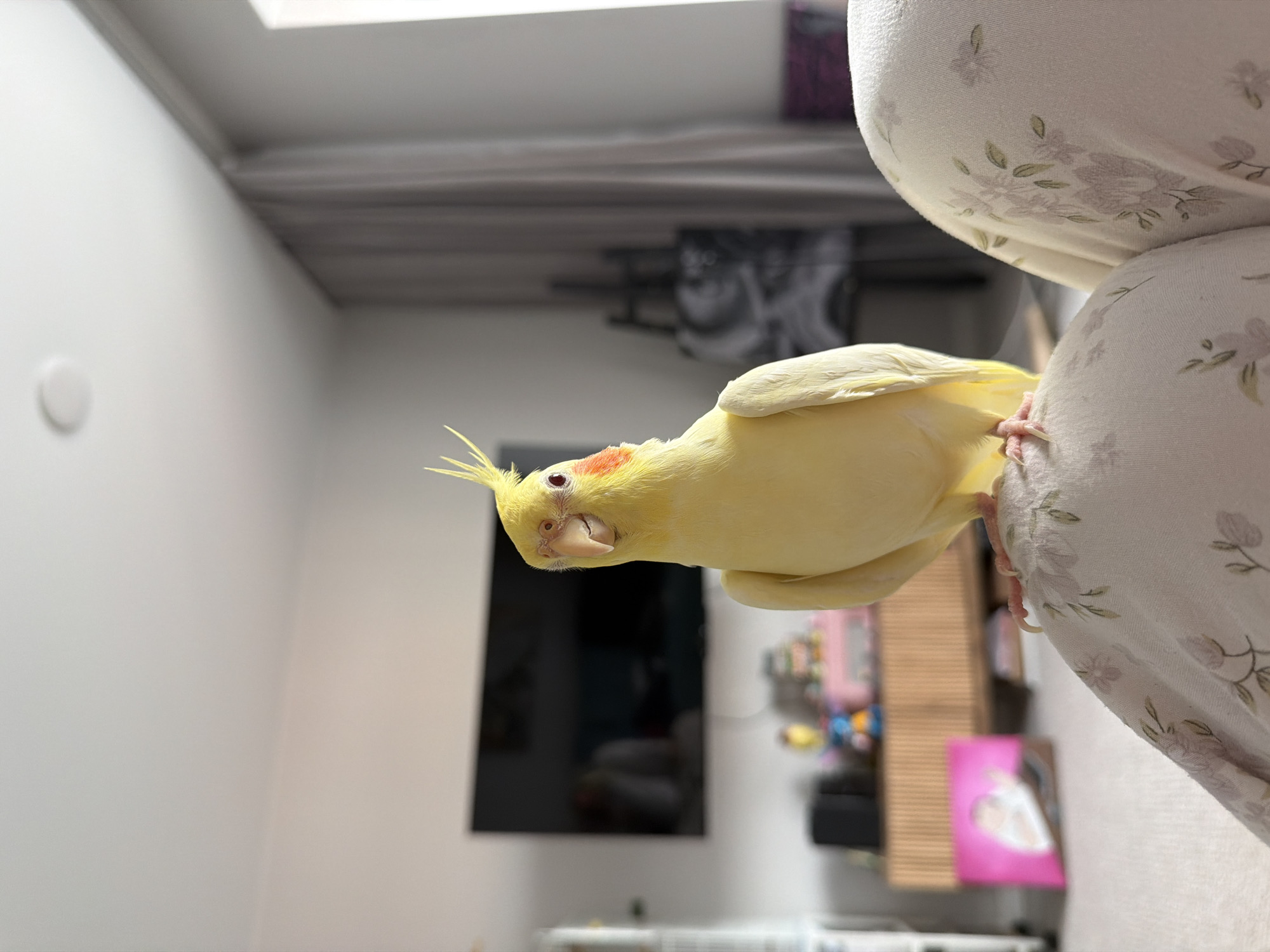 The image shows a yellow cockatiel perched on a floral patterned pillow. The bird is facing the camera with its head tilted and its crest raised, giving it an inquisitive expression. Its eyes are visible, and its beak is slightly open. The pillow is soft and textured, with a subtle floral design in light pink and green. In the background, a wall is visible, with a light fixture and what appears to be a television screen. There are also shelves in the background with various items on them, including what looks like toys and pictures. The lighting suggests it might be daytime, possibly indoors with artificial light contributing. The overall scene appears to be a domestic setting.