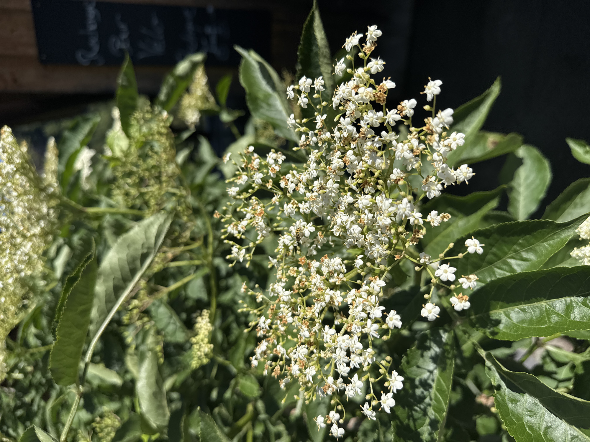 A close-up, eye-level shot focuses on a cluster of delicate white elderflower blossoms. The flowers are small and star-shaped, with some exhibiting brown, dried petals. They grow in dense, umbrella-like clusters, supported by thin stems. Lush green leaves, with serrated edges and visible veins, surround the blooms. The background is softly blurred, revealing more of the plant's foliage and a dark, indistinct area that could be a wall or building. A small, striped insect, possibly a bee, is visible on one of the flower clusters. The lighting suggests a sunny day, casting shadows and highlighting the texture of the leaves and flowers. The scene appears to be an outdoor natural setting.