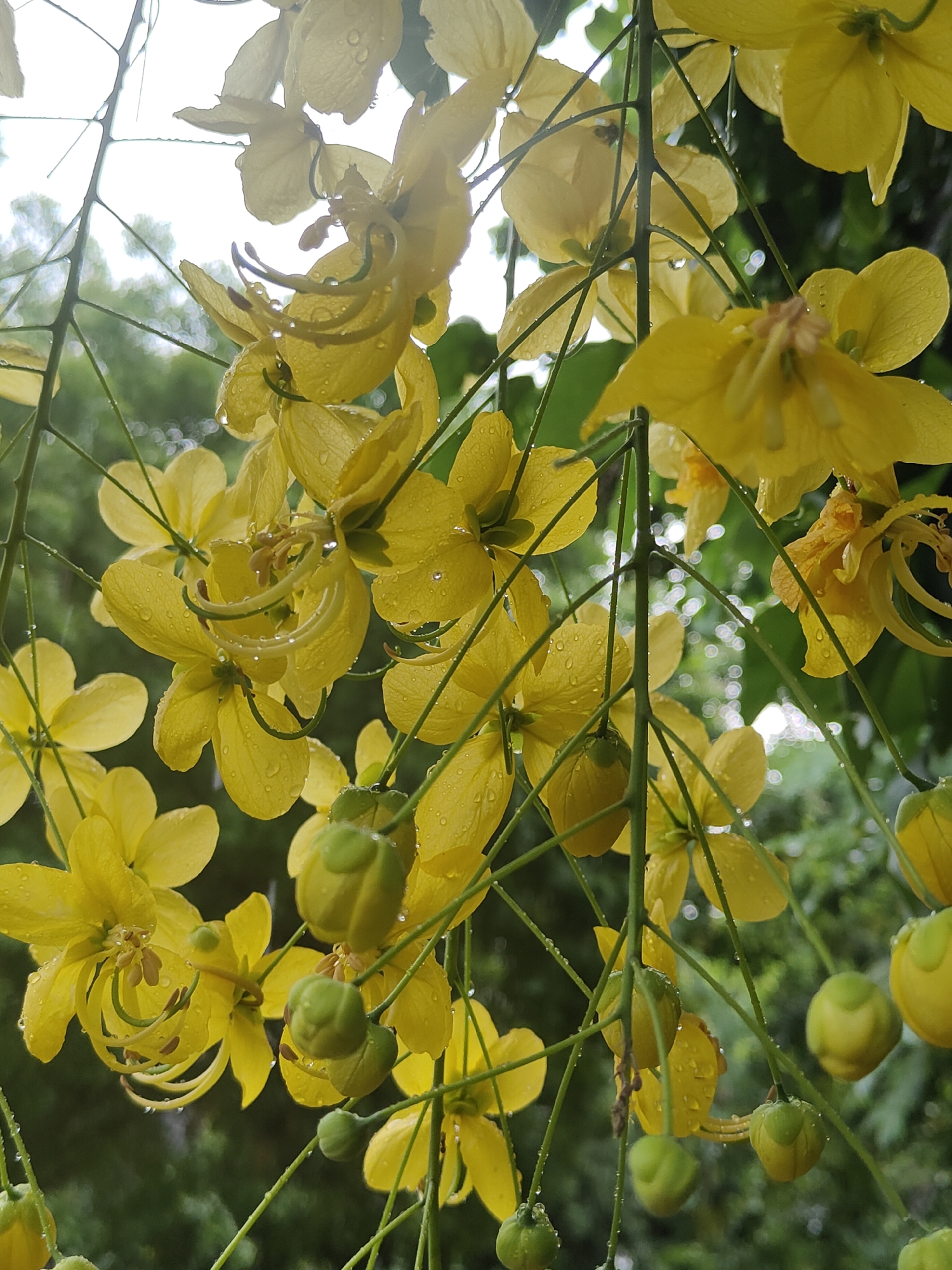 The image depicts a close-up, eye-level view of a cluster of yellow flowers, likely Cassia fistula, also known as the Golden Shower tree. The flowers are in bloom, with some fully open and others in bud. Water droplets are visible on the petals and leaves, suggesting recent rain or dew. The background is blurred, showing green foliage and a bright sky, indicating an outdoor setting. The lighting suggests it is daytime. There are no people or any man-made structures visible in the image. The scene appears to be a natural environment.