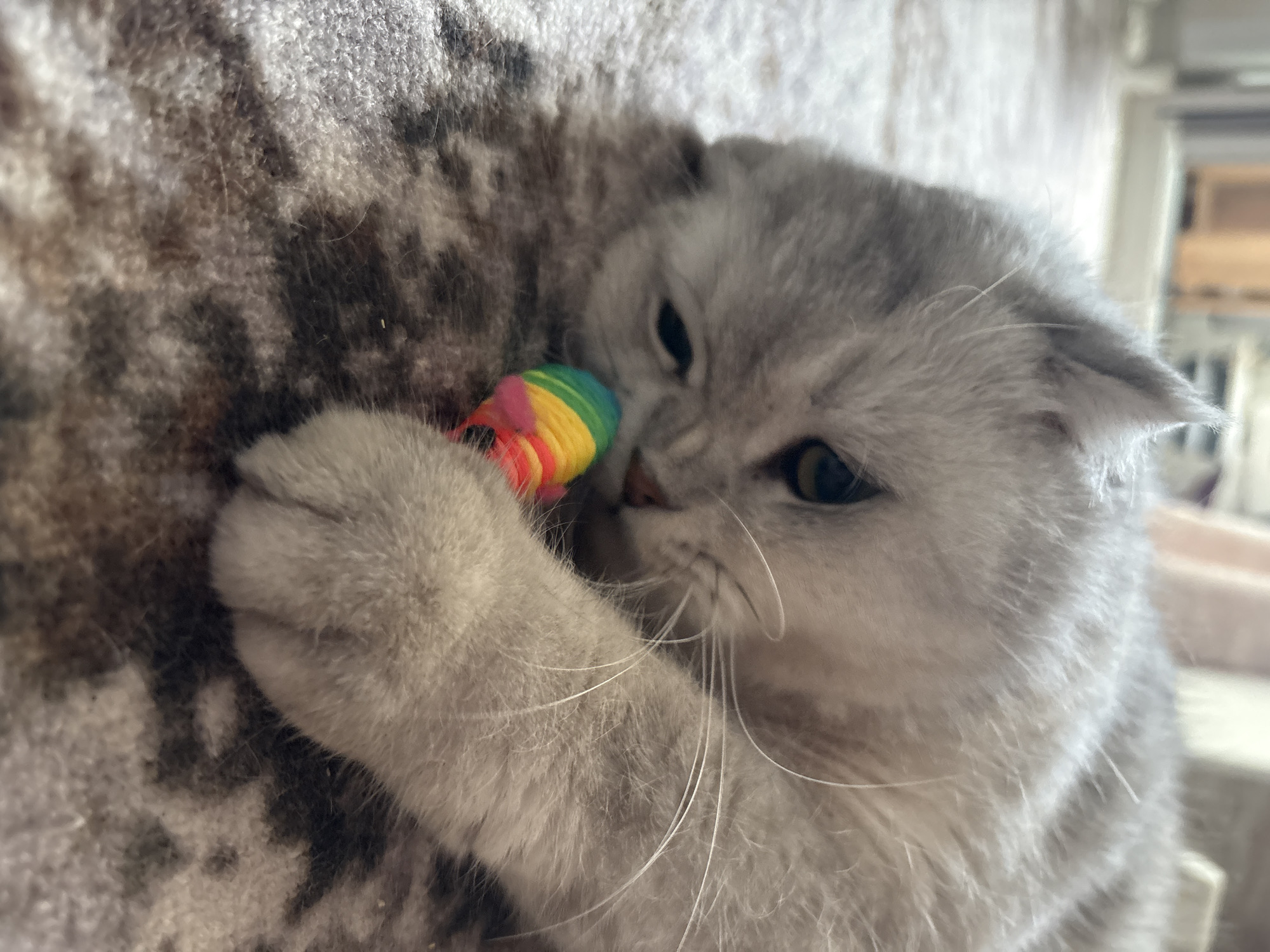A light gray cat with folded ears is lying on a patterned rug and playing with a rainbow-colored cat toy. The cat is close to the toy and appears to be biting it. The background is out of focus and shows a domestic interior with furniture. The image was taken in the village of Zasichnoye, Russia.