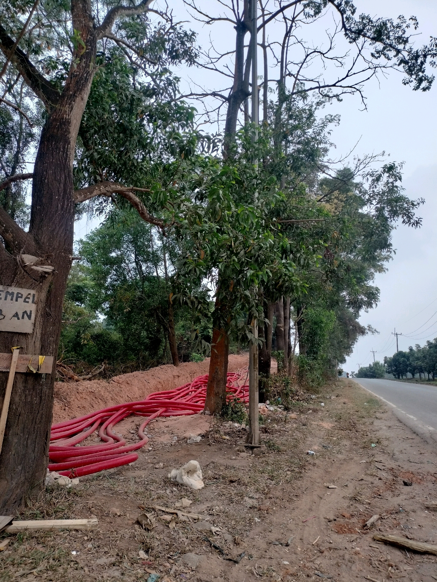 The image depicts a roadside scene in Batam, Indonesia, with a focus on construction materials and natural elements. In the foreground, a large tree trunk stands on the left, bearing a partially visible sign that reads "TEMPEL BAN". Adjacent to the tree, a pile of bright red, flexible pipes lies on the ground, curving into a freshly dug trench filled with reddish-brown soil. The ground is covered with dry grass, leaves, and debris.
Behind the pipes, a line of trees with dense green foliage stretches along the side of a paved road. The road curves to the right in the distance, with a few power lines visible in the sky. The overall environment suggests an outdoor, possibly rural or semi-urban, setting where construction work is underway. The lighting indicates it is daytime, with an overcast sky. There are no visible people in the frame.