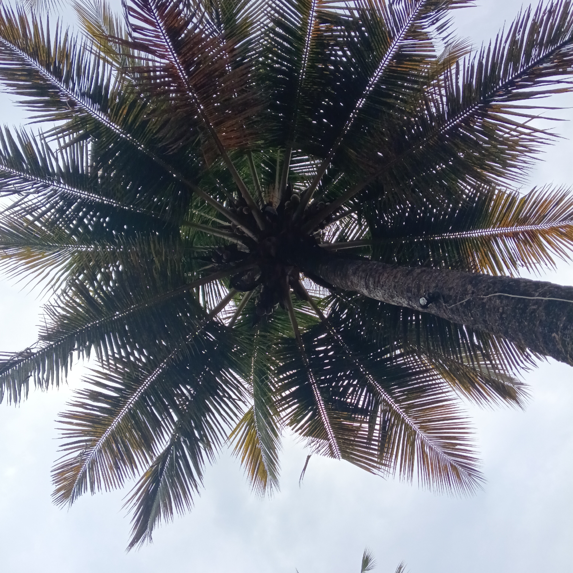 This is a low-angle shot looking up into a palm tree. The tree's trunk is visible extending upwards towards the center of the frame, with the fronds branching outwards in a radial pattern. The fronds are a mix of green and brown hues. The sky is visible between the fronds. Based on the context provided, the location is Anjuna, India. There is a wire attached to the tree trunk. There are no people are visible in the image.