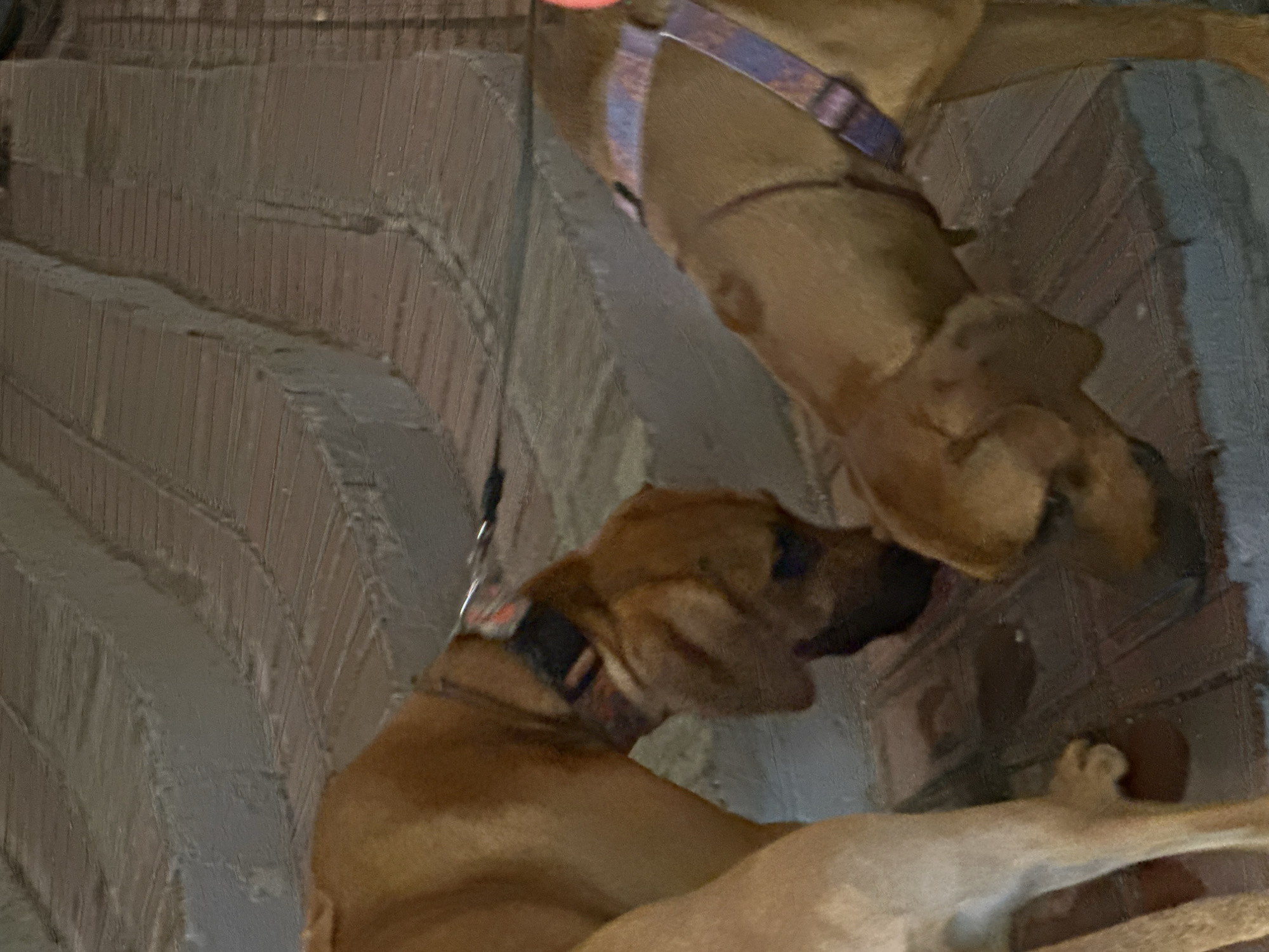 Two brown dogs are visible. One wears a purple collar, and the other has a collar of undetermined color. The location is not identifiable as Moscow, Russia. The background consists of a wall constructed of brick.