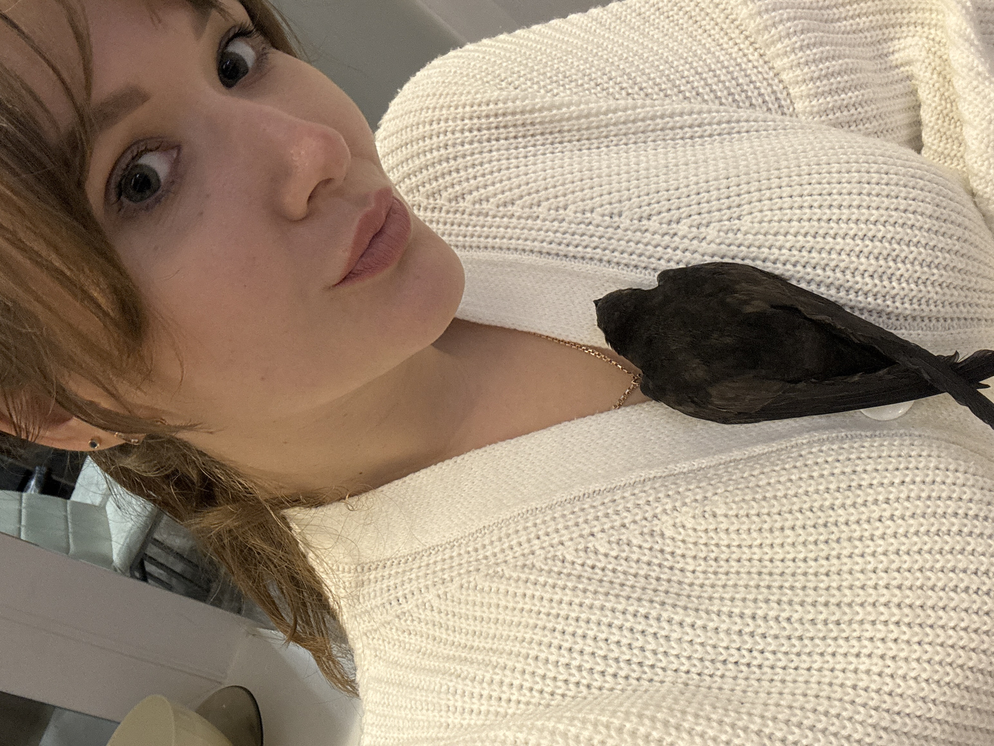 A close-up, high-angle selfie shows a young woman with light brown hair and wide, surprised eyes. Her mouth is slightly pursed. She is wearing a thick, white knitted sweater that is open at the neck, revealing a delicate gold chain. A small, dark bird, possibly a starling or a blackbird, is perched on her chest, nestled against the sweater. The bird is mostly dark black with iridescent highlights on its feathers. The woman's hair is slightly disheveled and falls around her face and neck. The lighting appears to be indoor and soft. The background is out of focus, but hints of furniture and possibly a window are visible. The overall impression is one of a candid moment, possibly at home. There is no visible text in the image.