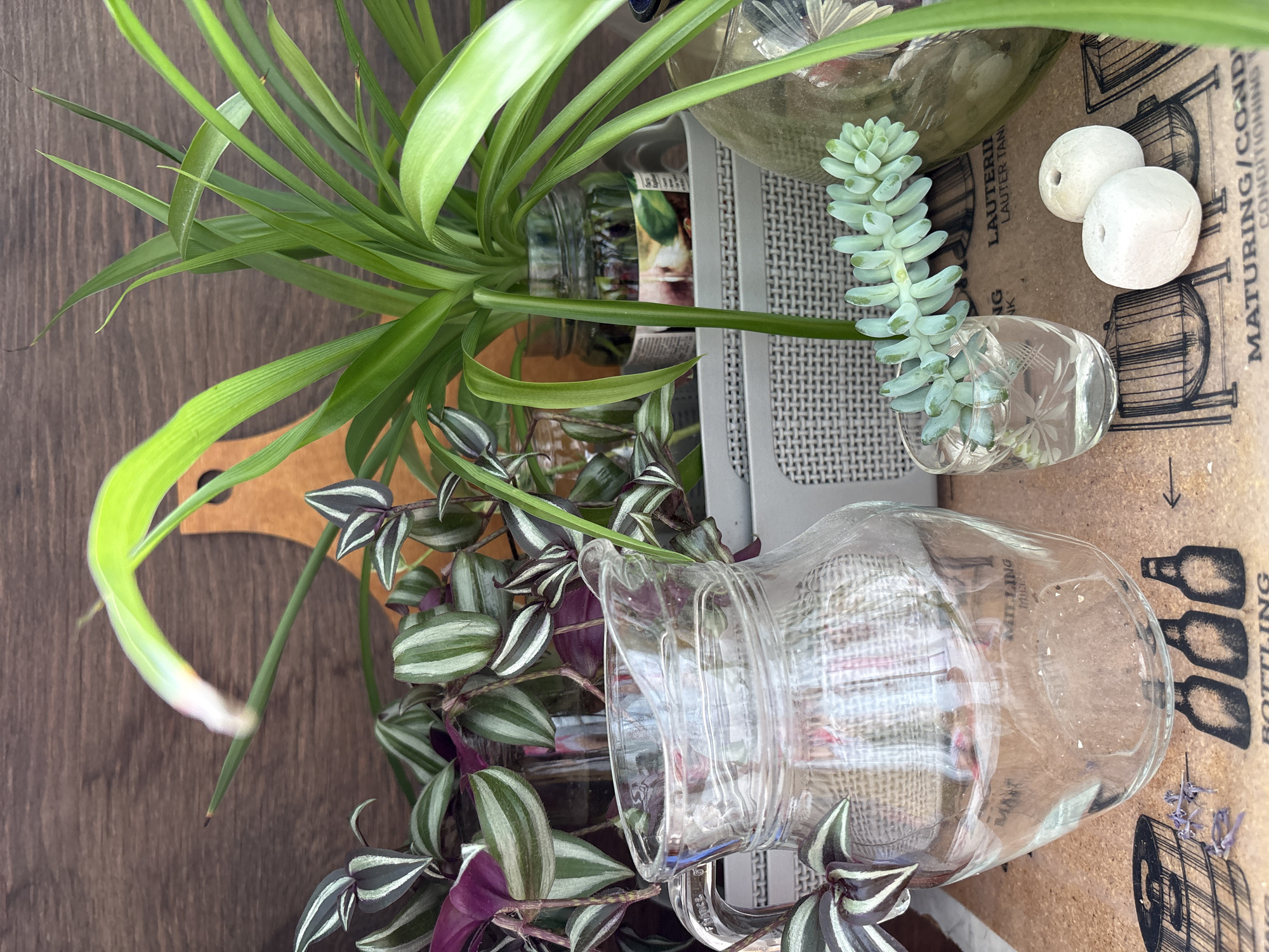 The image shows a collection of houseplants in various glass containers, arranged on a wooden surface. A large spider plant with long, green, arching leaves dominates the upper left portion of the frame. Below it, a smaller plant with striped green and purple leaves, likely a Wandering Jew, is also visible. A succulent with small, pale green, fleshy leaves is propped in a small, etched glass. Two round, white, porous objects are placed near the succulent.
In the background, a large glass pitcher with a handle rests on a light gray grid. Behind the pitcher, a piece of cardboard with printed text and illustrations is visible. The text includes "FRANCE", "VEITLING", "MANT", "LAUTERI", "LAUTER TANI", "NG K", "BOTTLING", and "MATURING/COND CONDITIONING T", along with drawings of barrels and bottles.
The lighting suggests an indoor setting, possibly a home or greenhouse, with diffused light. There are no people or animals present, and the overall mood is serene and focused on the plants and their display. The wooden surface and the natural elements of the plants create a rustic yet organized aesthetic. The image is oriented such that the plants appear to be growing upwards from the bottom of the frame, and the pitcher is lying on its side.