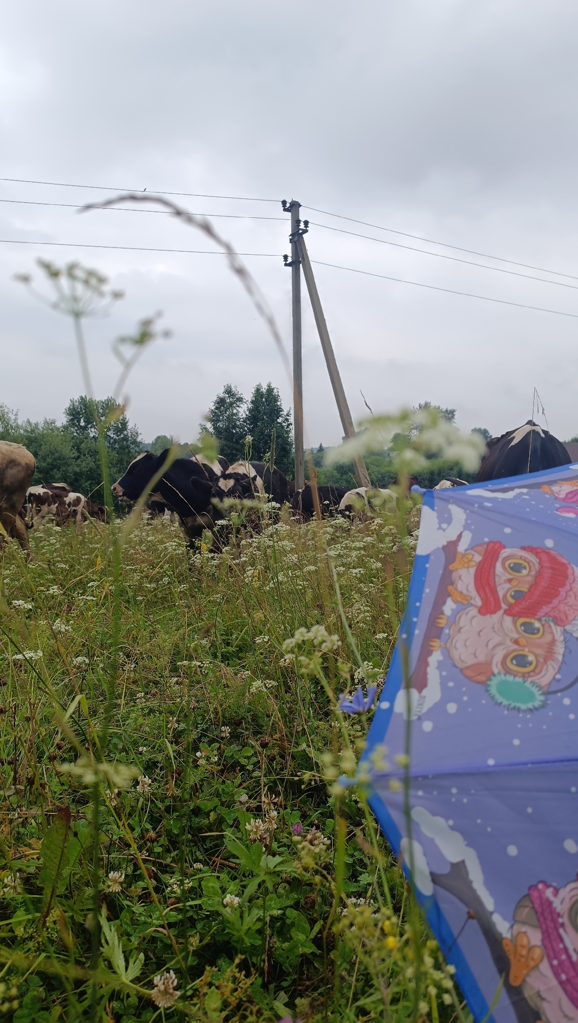 This is a vertical, medium-shot photograph taken outdoors, likely in a rural setting near Karsha, Russia. The foreground is dominated by tall, green grass and wildflowers, some of which are out of focus due to the shallow depth of field. In the bottom right corner, a portion of a blue umbrella with a cartoon owl pattern is visible.
In the mid-ground, a herd of black and white dairy cows is grazing in a grassy field. Some of the cows are in focus, while others are blurred. Behind the cows, a wooden utility pole with power lines stretches across the frame, and a line of trees forms the background. The sky is overcast and grey. There are no people visible in the image. The overall impression is of a pastoral scene on an overcast day.