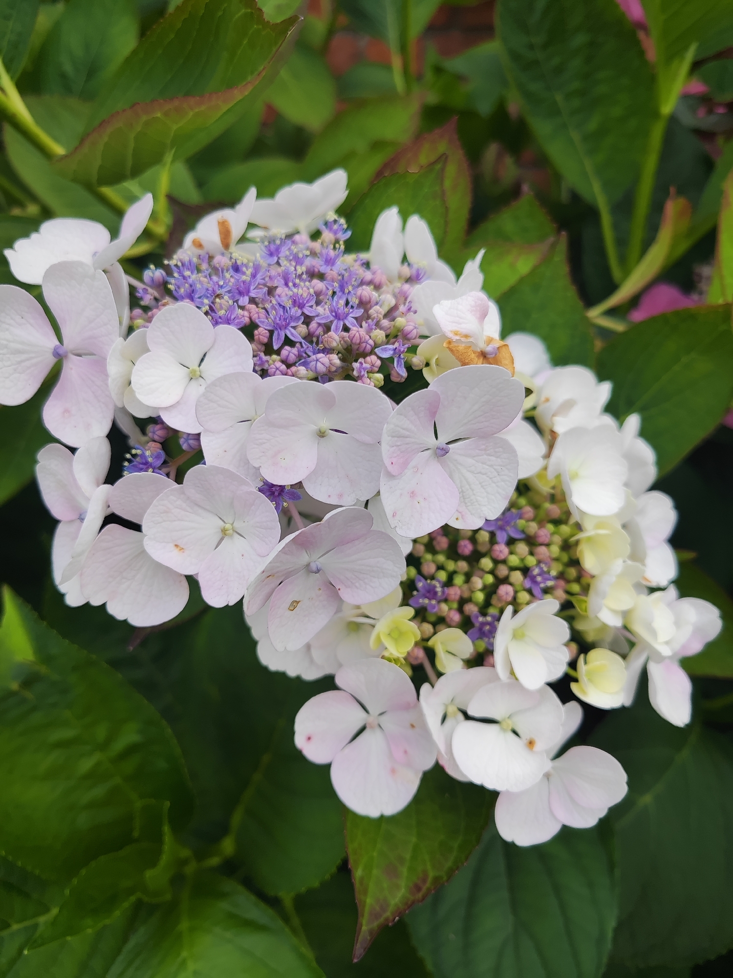 A cluster of light pink and white hydrangea flowers is in full bloom against a backdrop of dark green leaves. The flowers have delicate petals, some tinged with a soft lavender hue, and many are centered with small, vibrant purple florets. Some of the larger petals exhibit subtle browning and a few scattered pink spots. The surrounding leaves are broad and rich green, with hints of reddish-brown along their edges. The image is a close-up shot of the floral arrangement, suggesting it is a garden or park setting, possibly in Kaliningrad, Russia, given the context. There are no people or animals visible in the frame. The lighting appears natural, casting soft shadows and highlighting the textures of the petals and leaves.