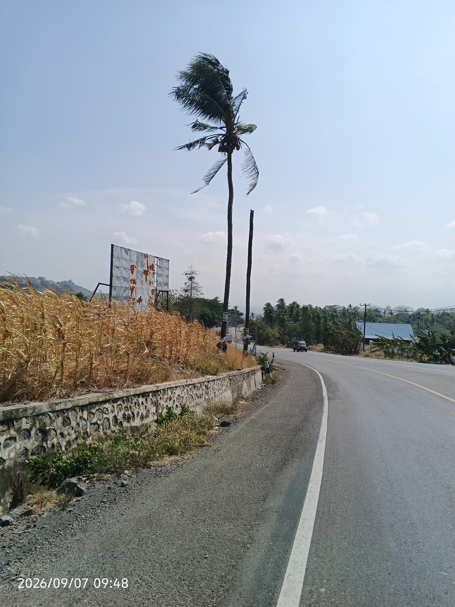 A road curves through a rural landscape under a clear blue sky. The road is asphalt with a white line marking its edge and a yellow line dividing lanes. On the left side of the road, there is a low stone wall bordering dry, golden vegetation, possibly corn stalks. Behind the vegetation, a large, dilapidated billboard stands. Further in the distance, a tall palm tree with fronds bent by the wind is prominent. A black vehicle is visible driving on the road in the middle distance. The background shows lush green trees and some houses with blue roofs, suggesting a semi-rural or suburban environment. The image is dated 2026/09/07 09:48. The location is Lawawoi, Indonesia.