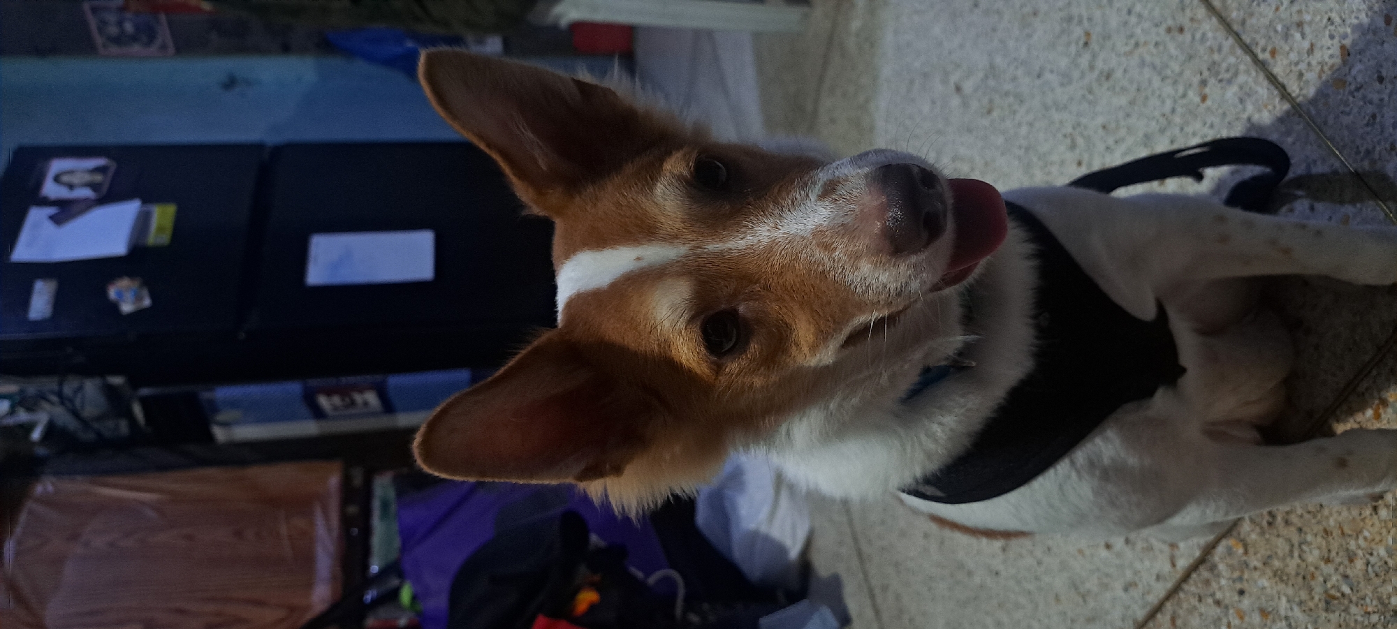 A medium shot shows a small to medium-sized dog with tan and white fur sitting on a tiled floor. The dog is wearing a black harness. Its ears are pointed upright, and its mouth is slightly open with its tongue visible. In the background, a dark-colored refrigerator is visible with papers and photos attached to it. To the left of the refrigerator, there are indistinct objects, possibly furniture or bags, covered in a tan fabric. The lighting appears to be dim, with shadows cast on the floor. The image is a close-up of the dog, with the background slightly out of focus. The setting appears to be indoors, potentially a residential space in Mandaluyong City, Philippines.