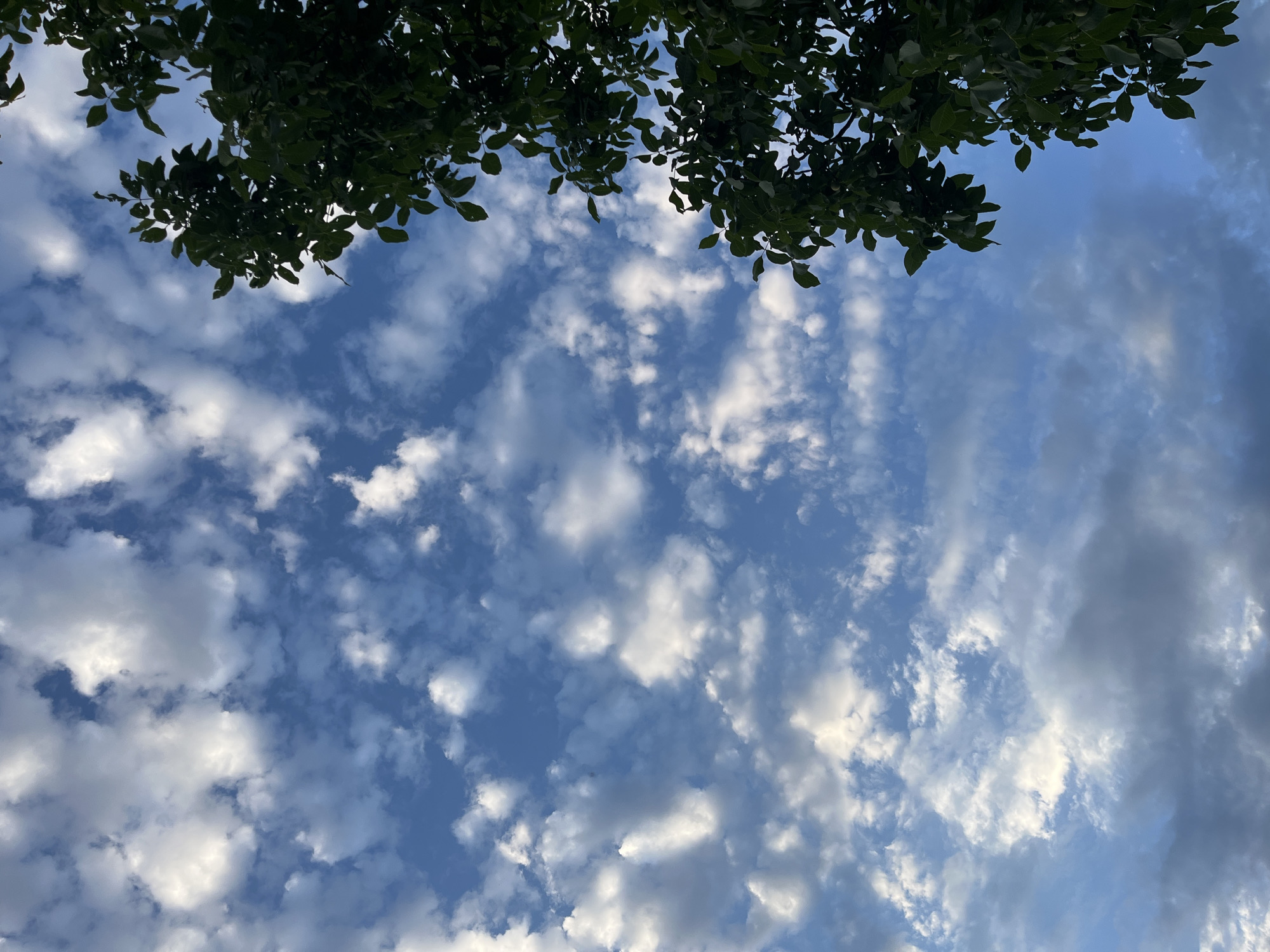 The image shows a view of the sky from below, with clouds and the upper branches of a tree. The sky is blue with scattered white and gray clouds. The tree is green and leafy, with its branches extending into the upper right portion of the frame. The location is identified as the city of Krasnyye Barrikady, Russia. There are no people or specific actions depicted in the image.