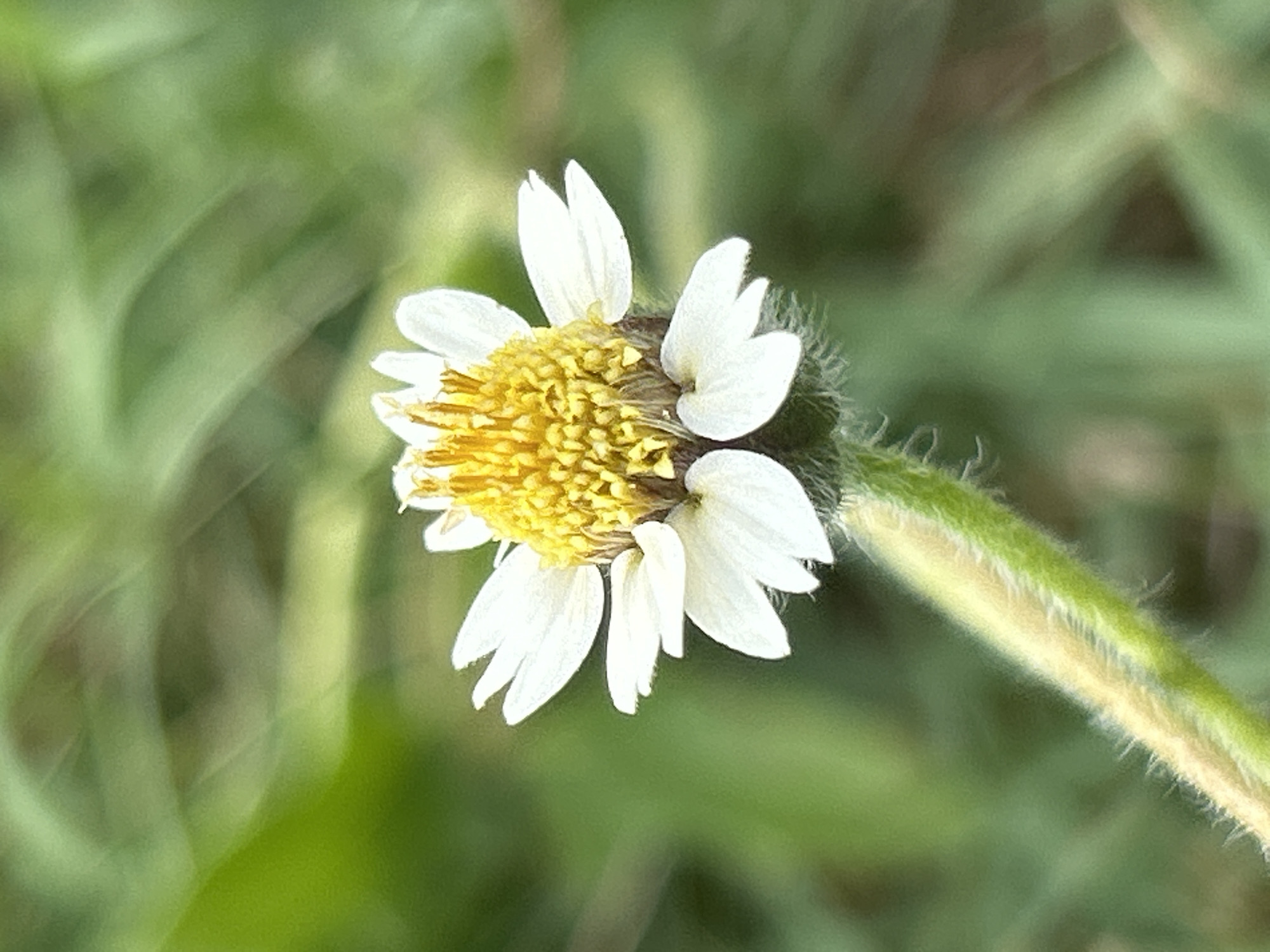 A close-up, shallow depth-of-field photograph captures a single white and yellow flower, likely a *Tridax procumbens* (commonly known as coatbuttons or tridax daisy), set against a softly blurred green background. The flower is positioned slightly off-center, angled towards the upper left, with its stem extending diagonally to the lower right.
The central disc of the flower is a vibrant, textured yellow, composed of numerous tiny florets. Surrounding this yellow center are approximately ten to twelve white ray florets, or petals, which vary slightly in size and shape. Some petals appear fully open, while others seem partially folded or curled, giving the flower a somewhat informal and natural appearance.
The stem of the flower is prominent, appearing thick and covered in a fine, fuzzy layer of white hairs. It transitions from a brighter, lighter green near the flower head to a darker green further down. The background consists of indistinct, out-of-focus green shapes, suggesting foliage or grass, which creates a soft bokeh effect and highlights the subject.
The lighting is bright and even, indicating daytime conditions, likely under natural light. There is no visible text or human activity. The overall impression is one of natural beauty and detail, characteristic of the flora found in tropical regions like Lhokseumawe, Indonesia.