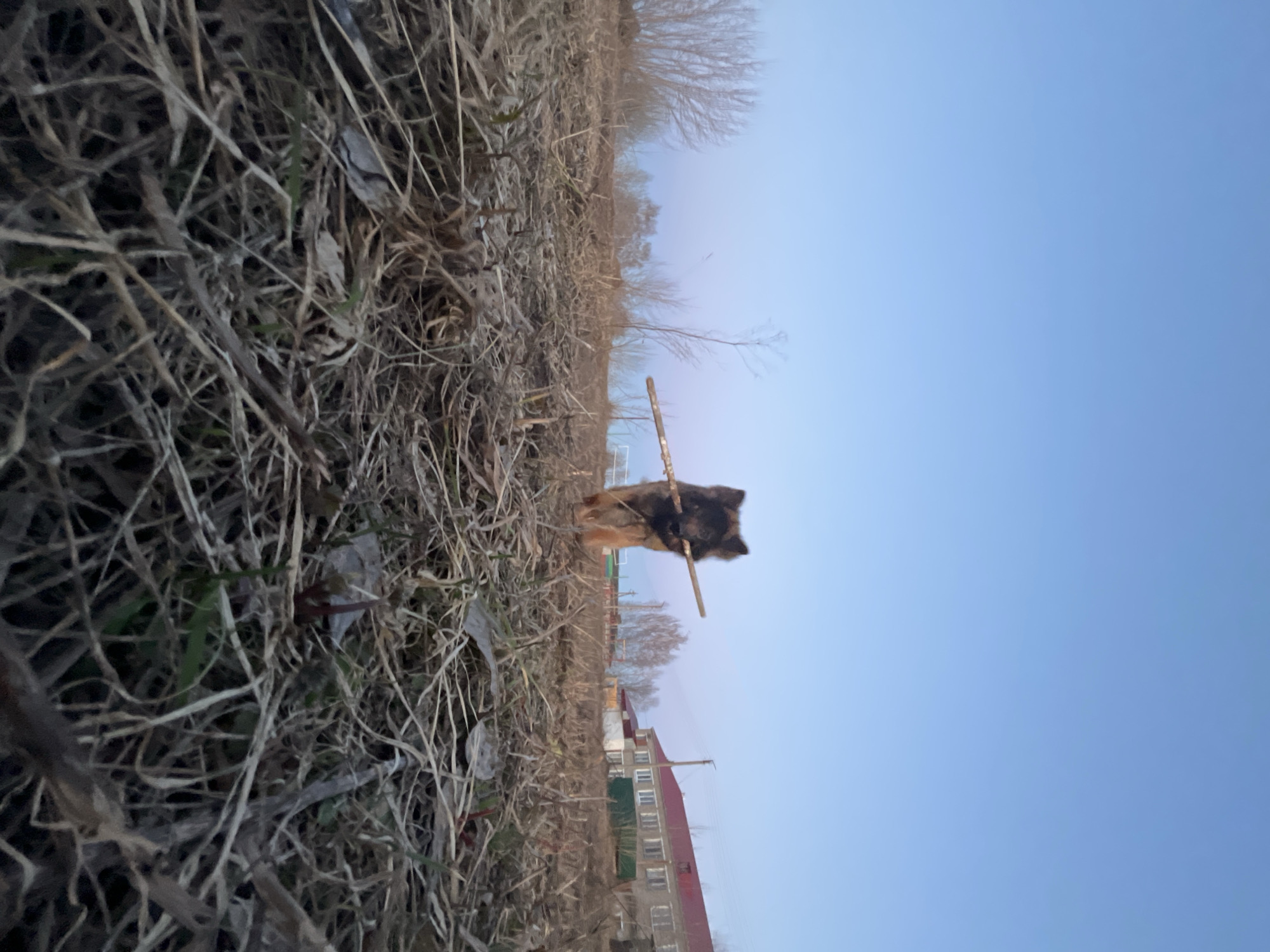 A German Shepherd dog is holding a stick in its mouth in a field of dry grass in Павловка, Russia. In the background is a building with a red roof. The sky is pale blue.