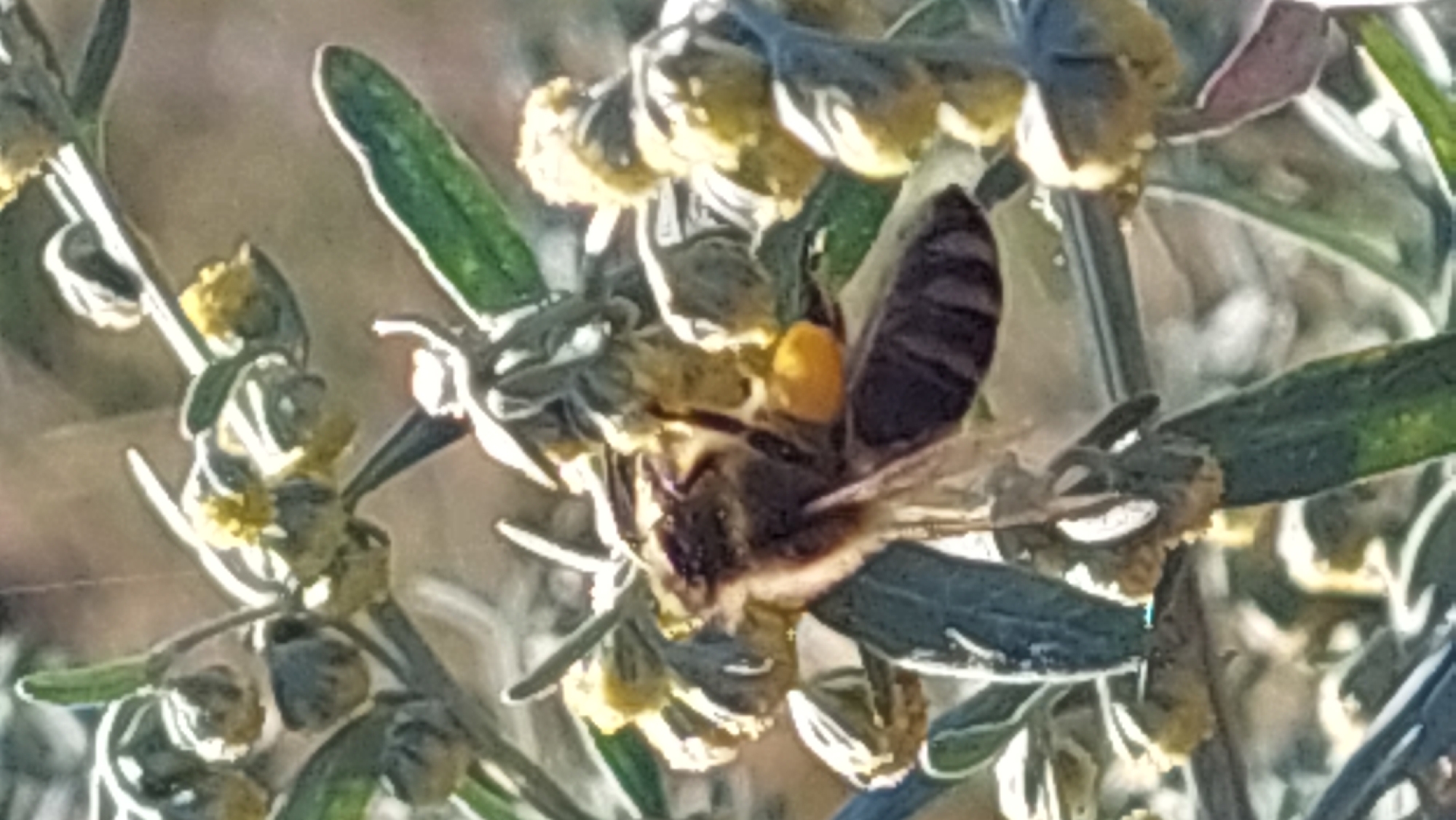 A bee is collecting pollen from small yellow flowers on a plant. The bee has a fuzzy brown and black body and is carrying a large clump of yellow pollen on its hind leg. The plant has thin, green leaves and clusters of buds. The background is blurred and appears to be a natural outdoor environment. The image was taken in Kozarovychi, Ukraine.