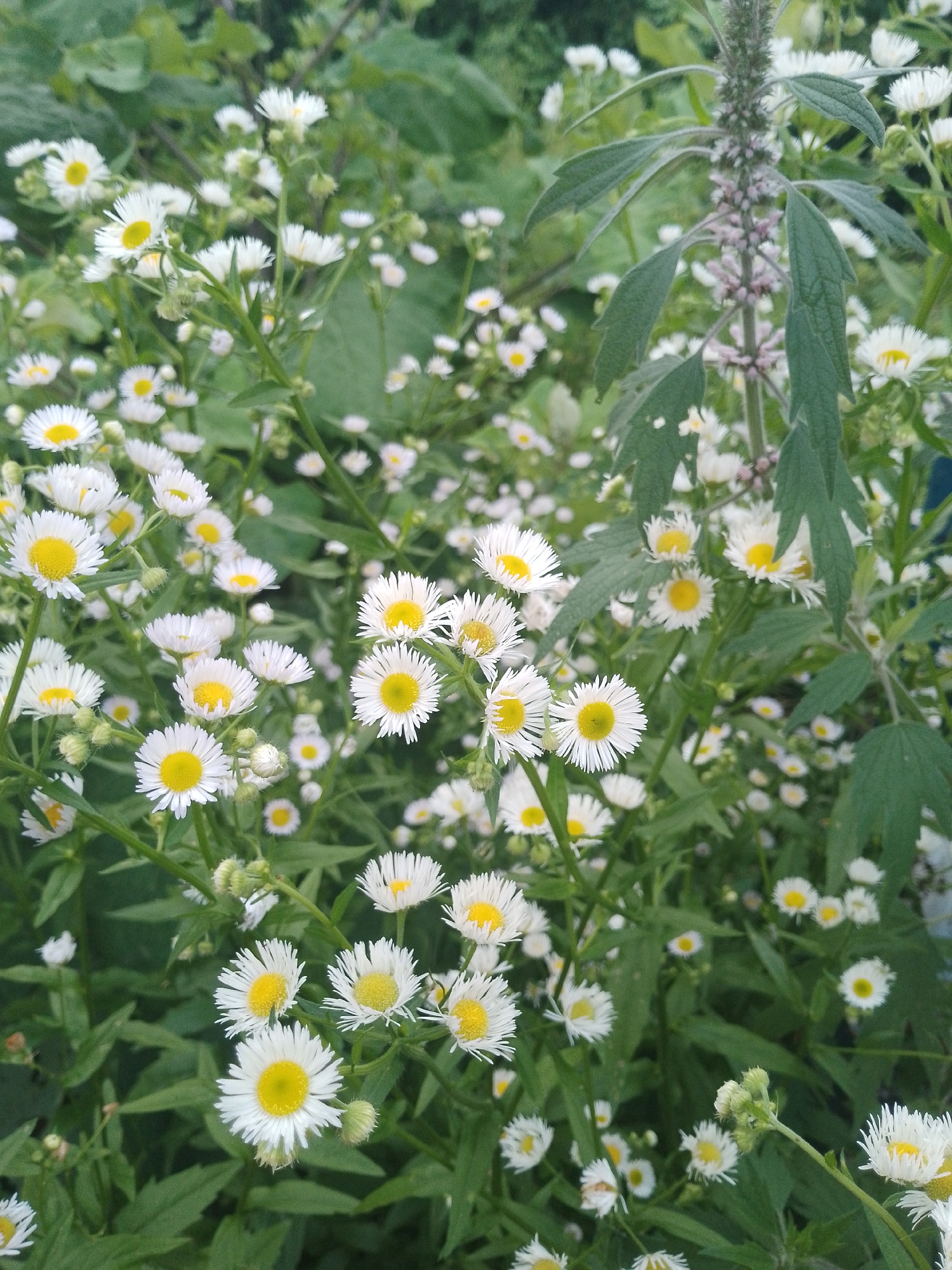 The image is a close-up, eye-level shot of a dense patch of wild daisies and a tall, fuzzy plant with small pink flowers. The daisies are white with bright yellow centers and are clustered throughout the frame, some in focus and others blurred. The tall plant is in the upper right quadrant, with large, green leaves and a spike of purplish-pink buds and small flowers. The background is a blur of green foliage. The lighting is natural and appears to be overcast or in shade. There are no people or animals visible in the image. The scene suggests an outdoor environment, possibly a meadow or a garden, in an unspecified urban or rural setting.