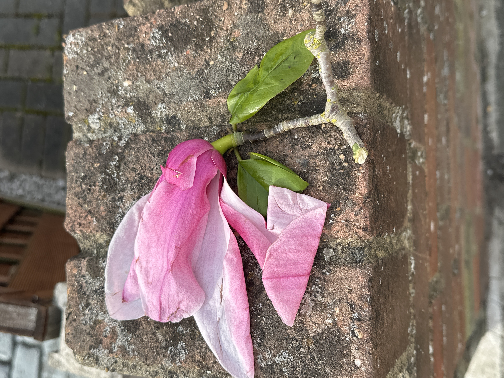 A close-up photograph shows a fallen magnolia blossom and a twig with two green leaves resting on a weathered, mossy brick surface. The petals of the flower are a mix of pink and white, showing signs of wilting. The twig is thin and bare, with a few patches of lichen. The brick surface appears to be part of a wall or ledge. The setting does not provide enough information to determine whether the location is in the city of London, United Kingdom.